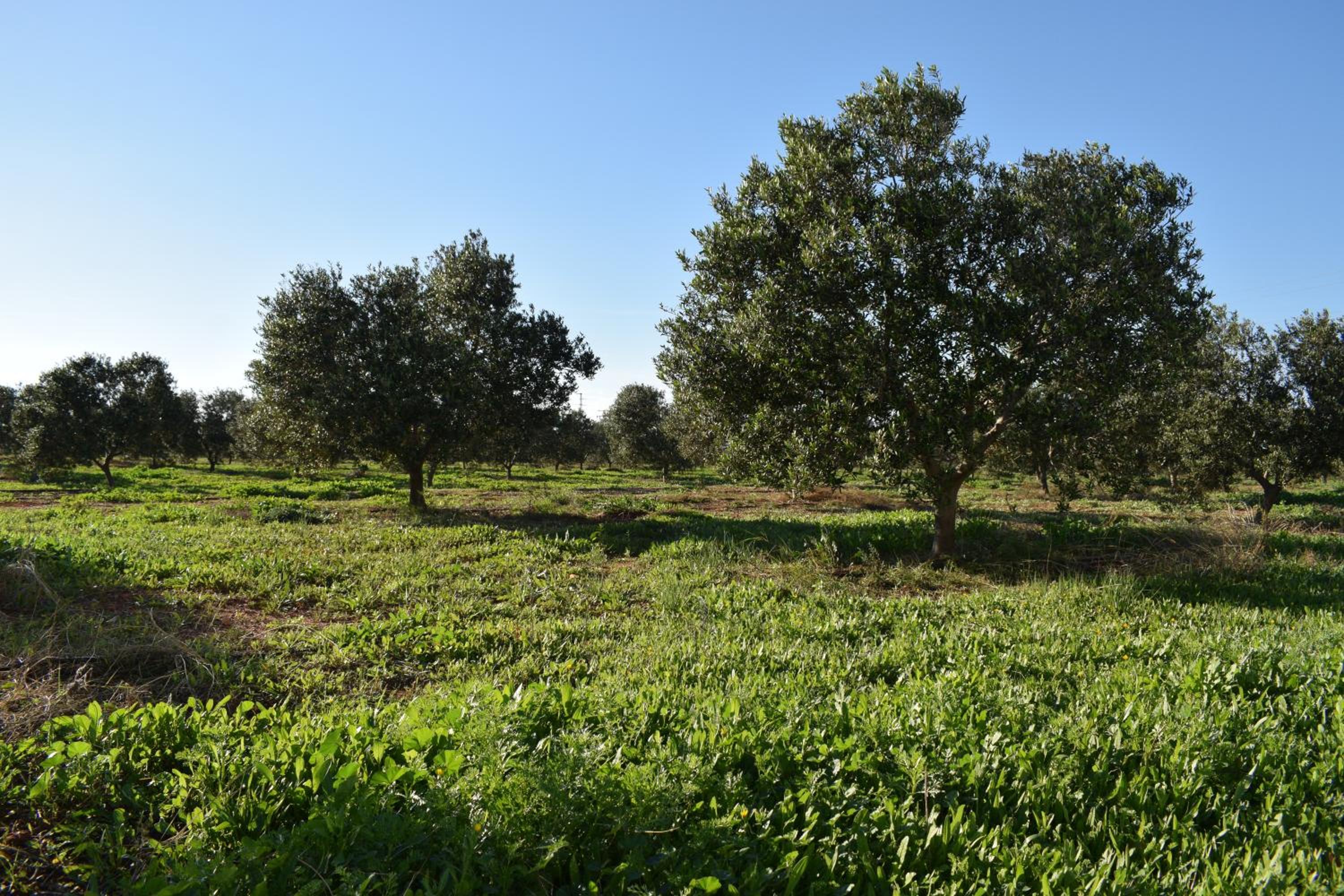 Cortijo La Molina de Cabo de Gata - Property Image 12