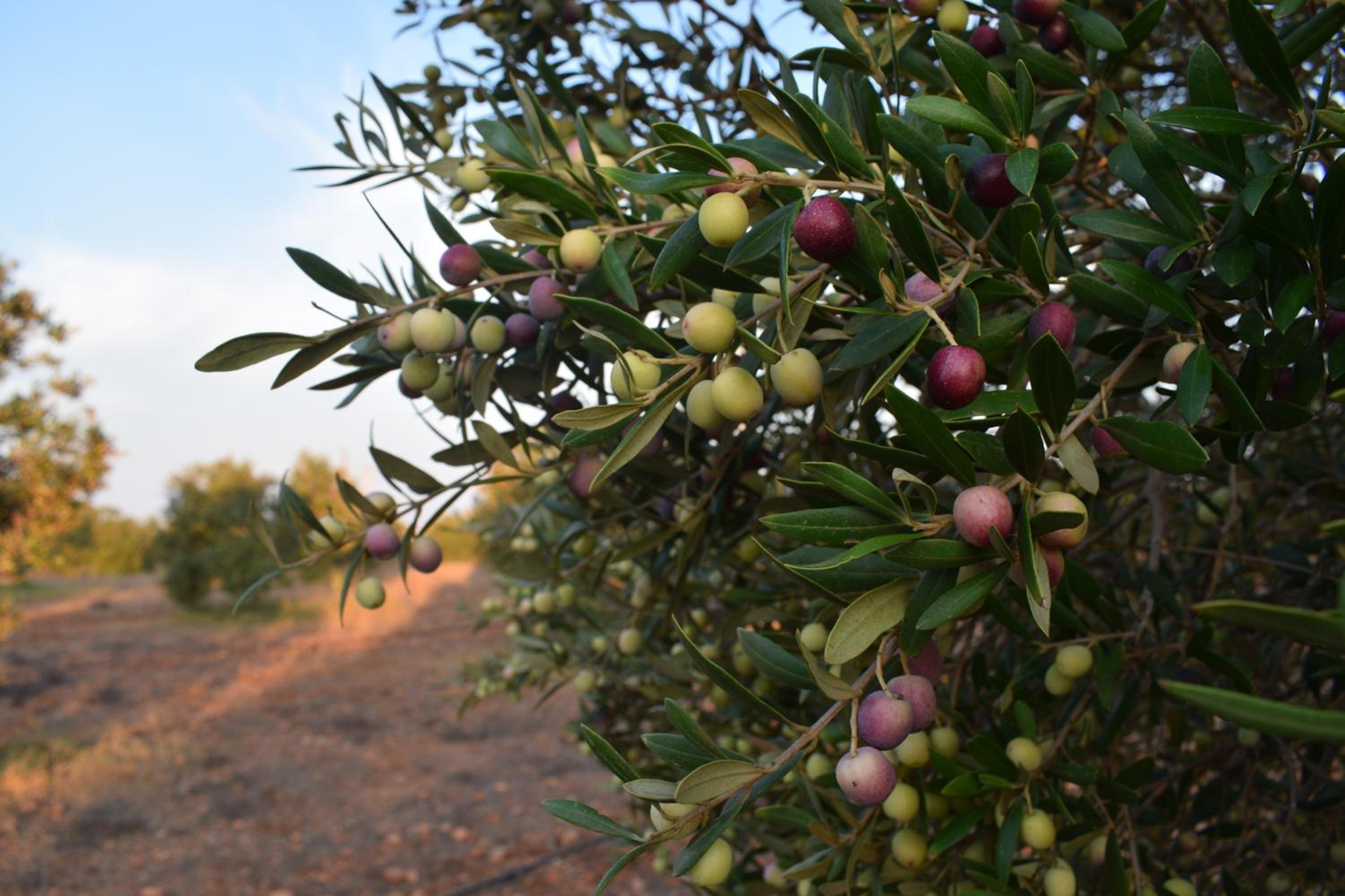 Cortijo La Molina de Cabo de Gata - Property Image 5