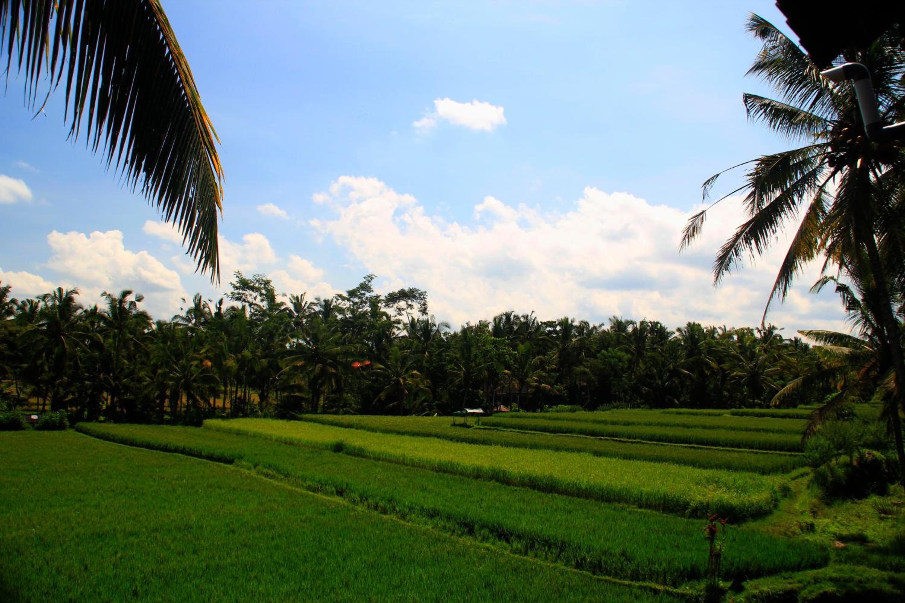 Junjungan Ubud Hotel and Spa