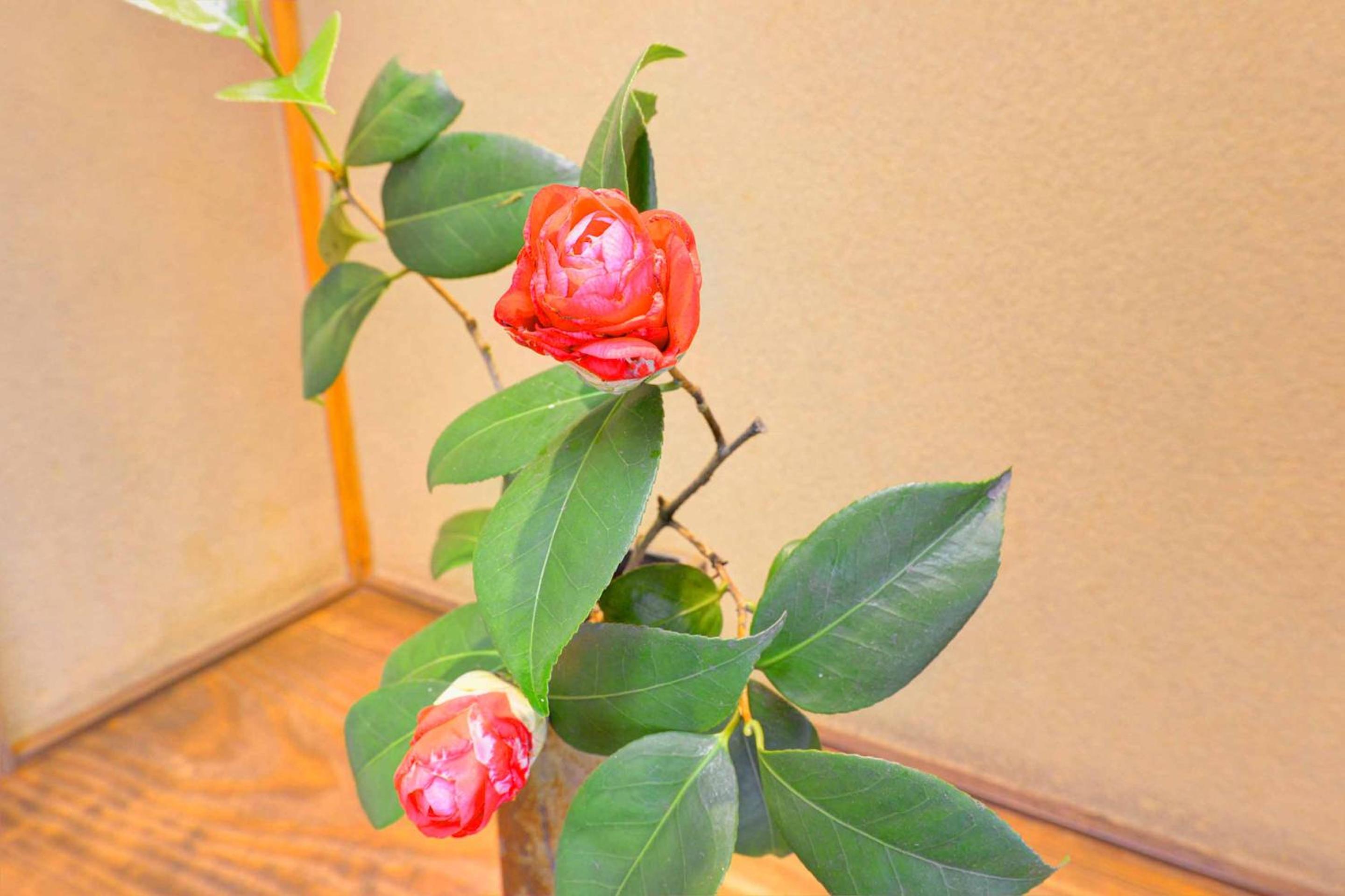 Photo 42