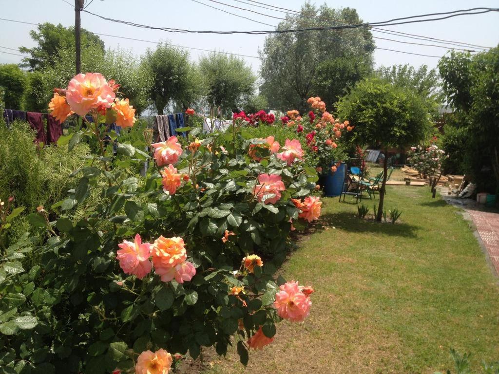 Photo 19