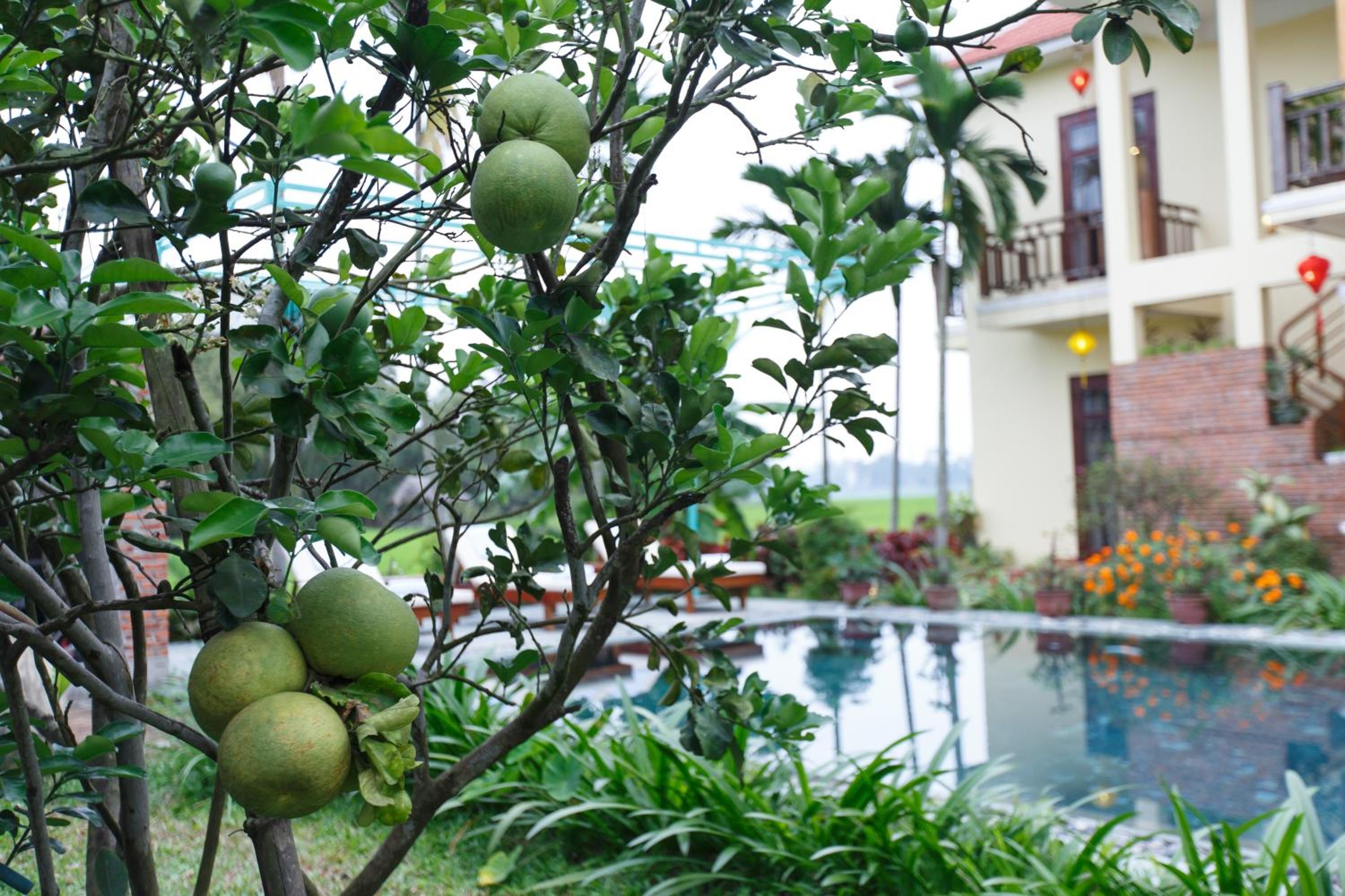 Lama Villa Hoi An