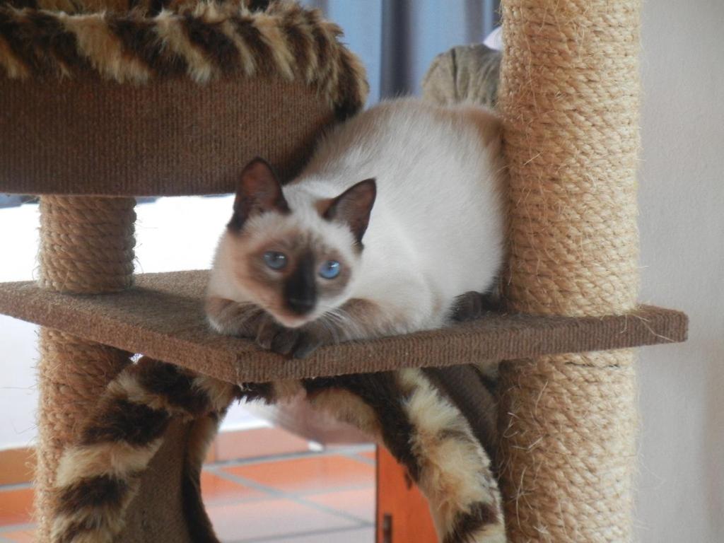 The Cats' House