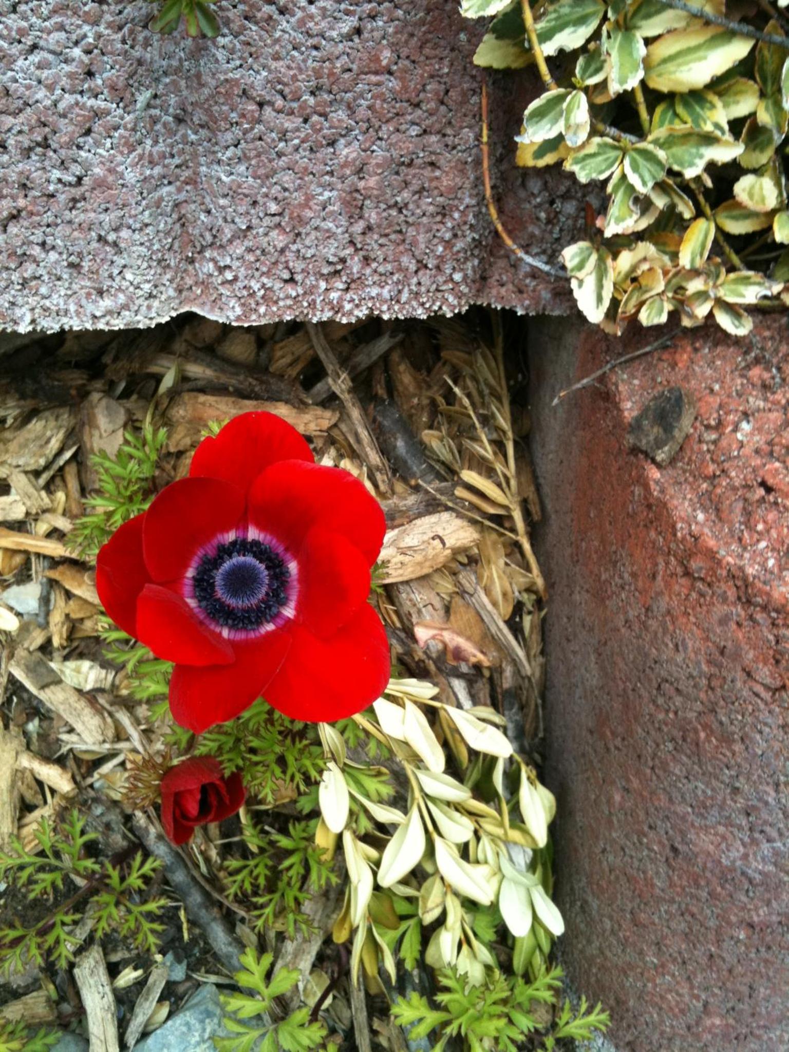Photo 39