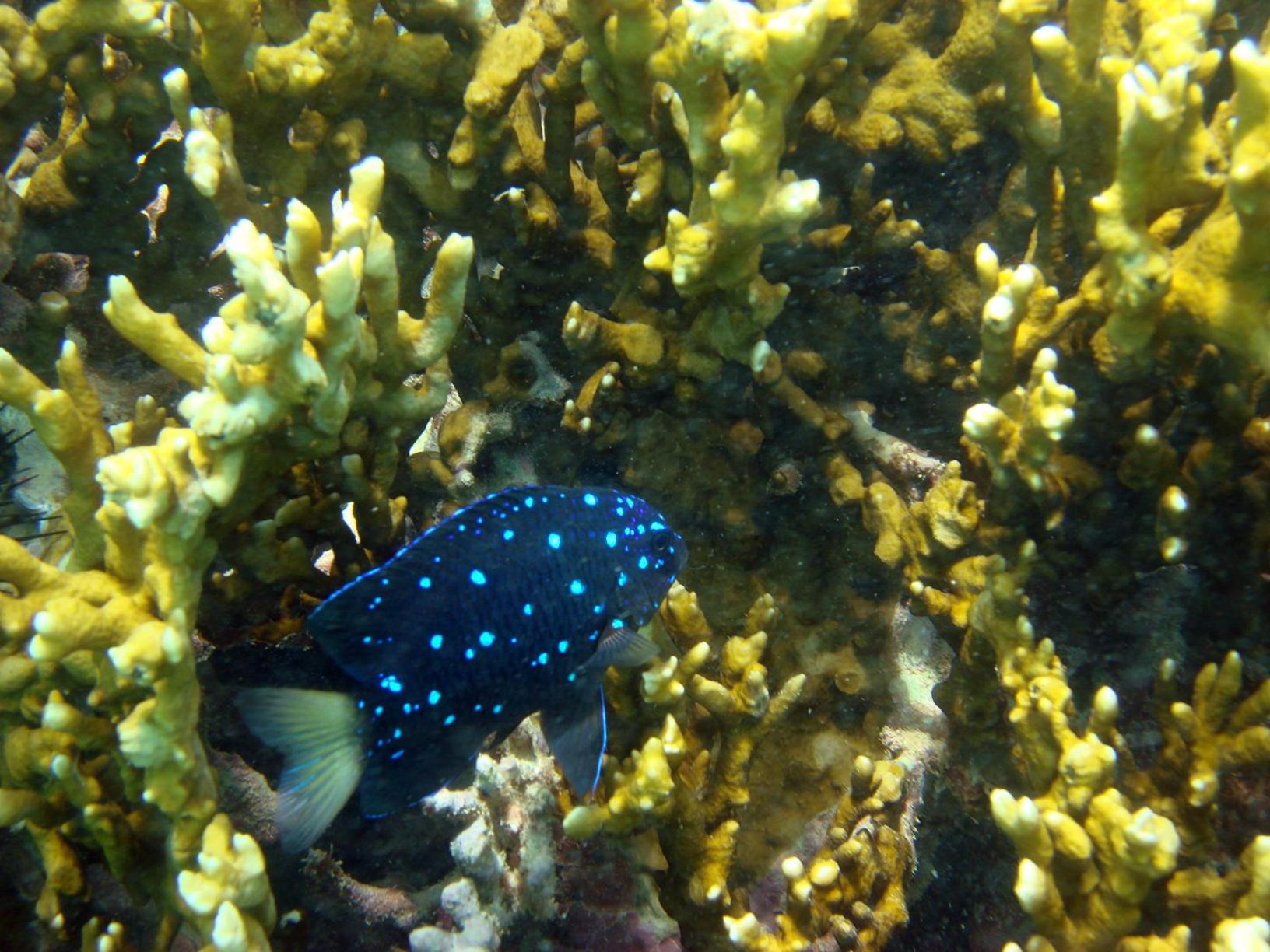 Photo 44