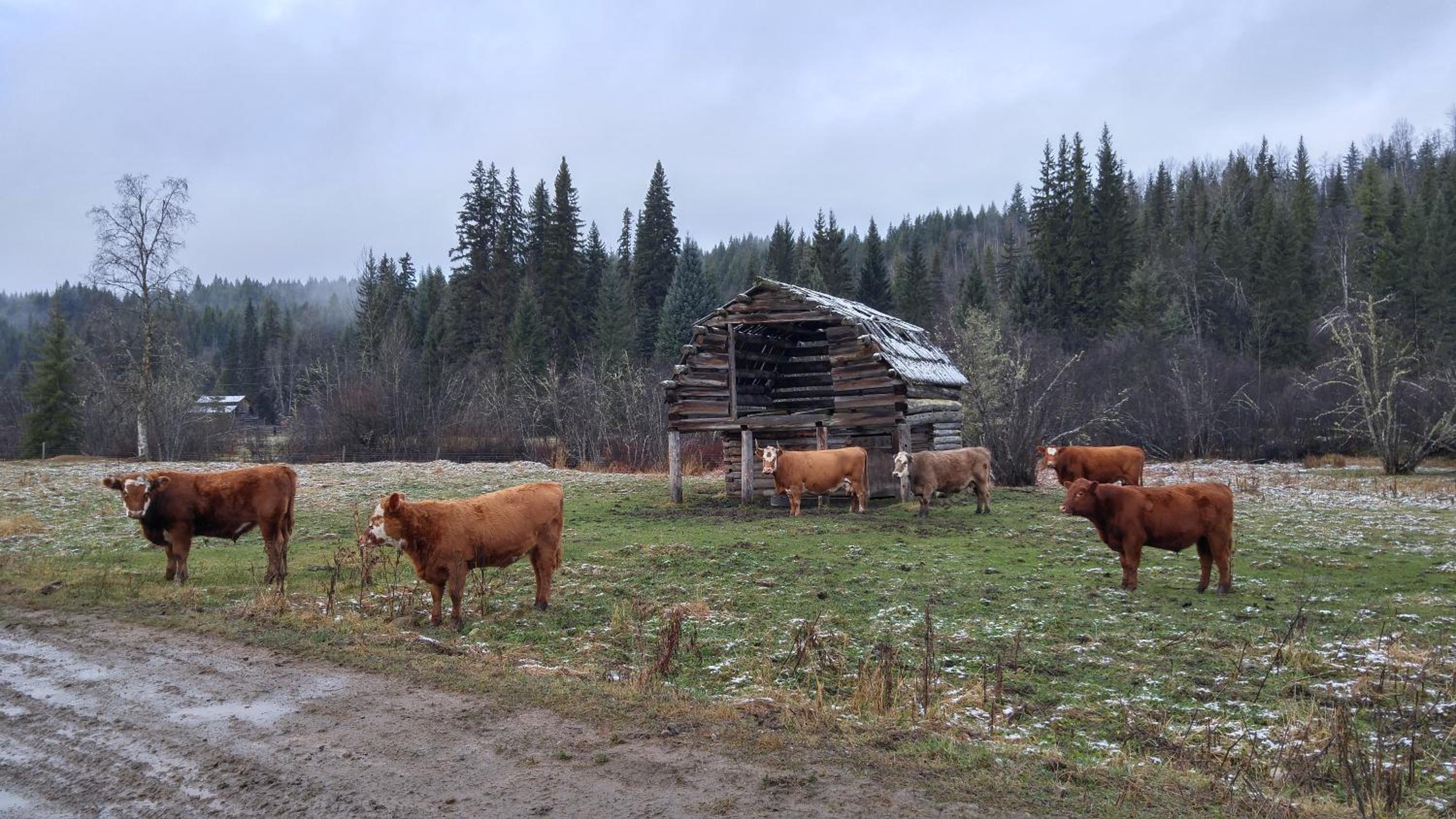Wolfwood Guest Ranch