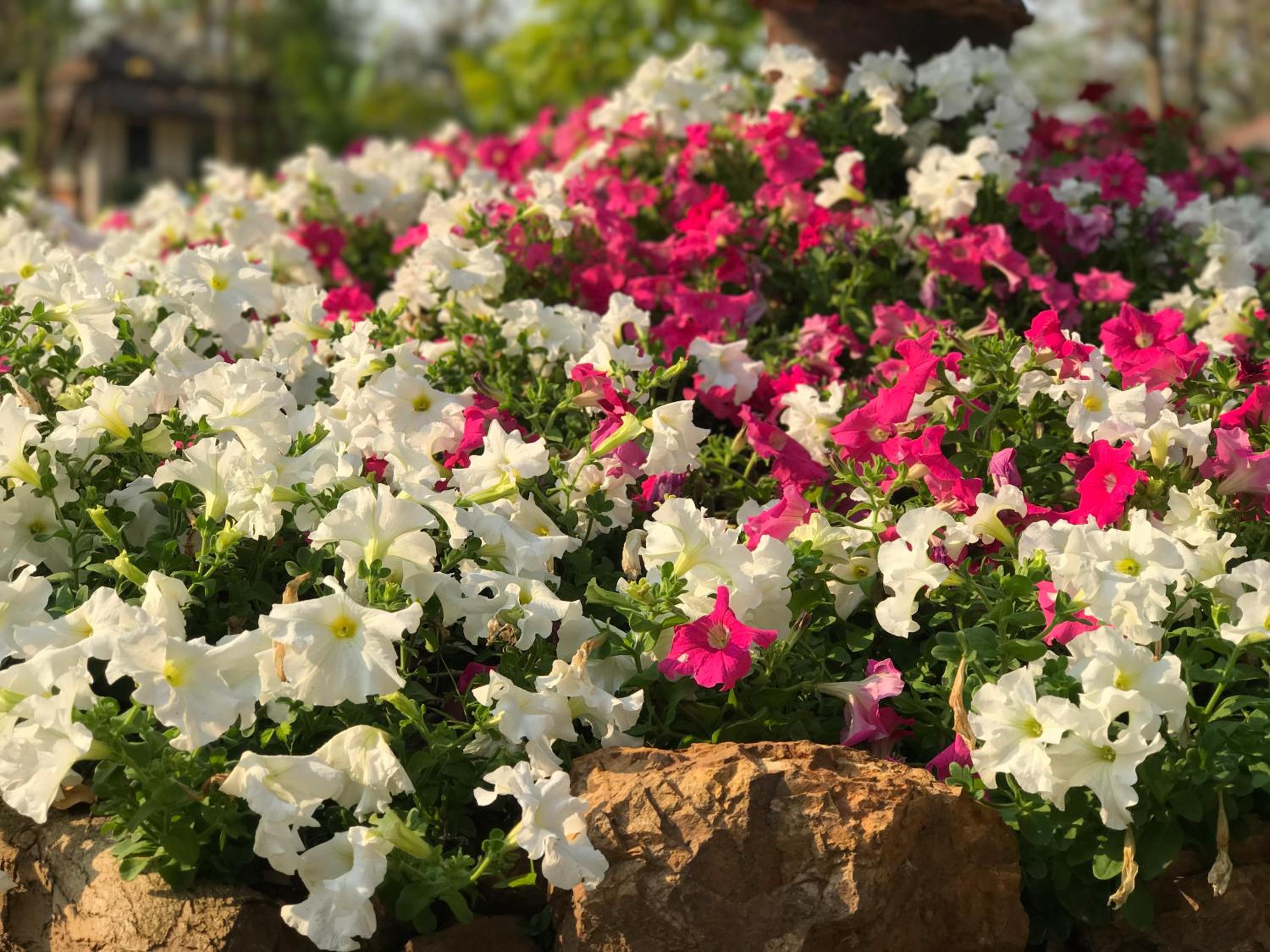 Papai Country Lodge SHA