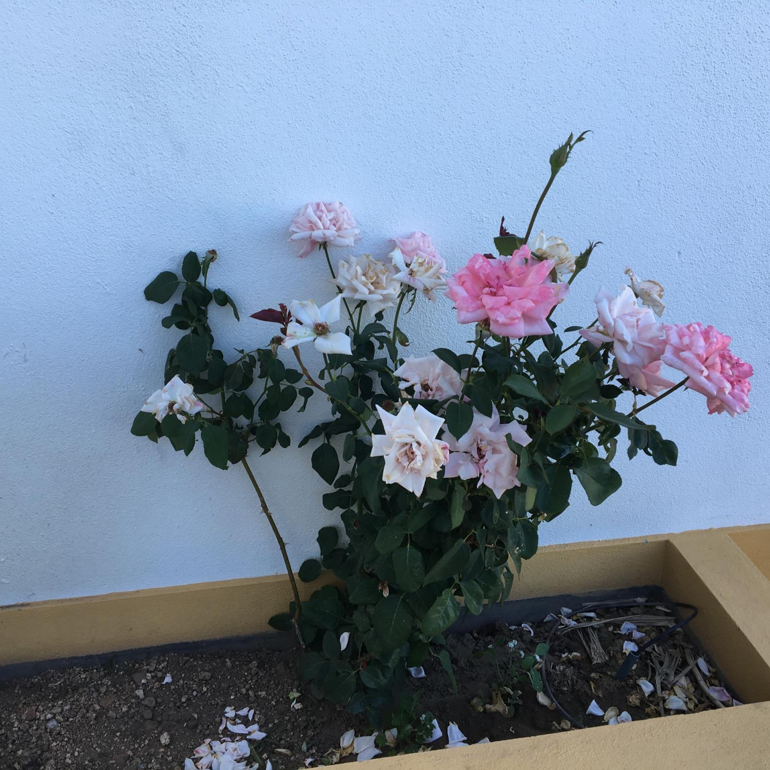 Casa do Peso