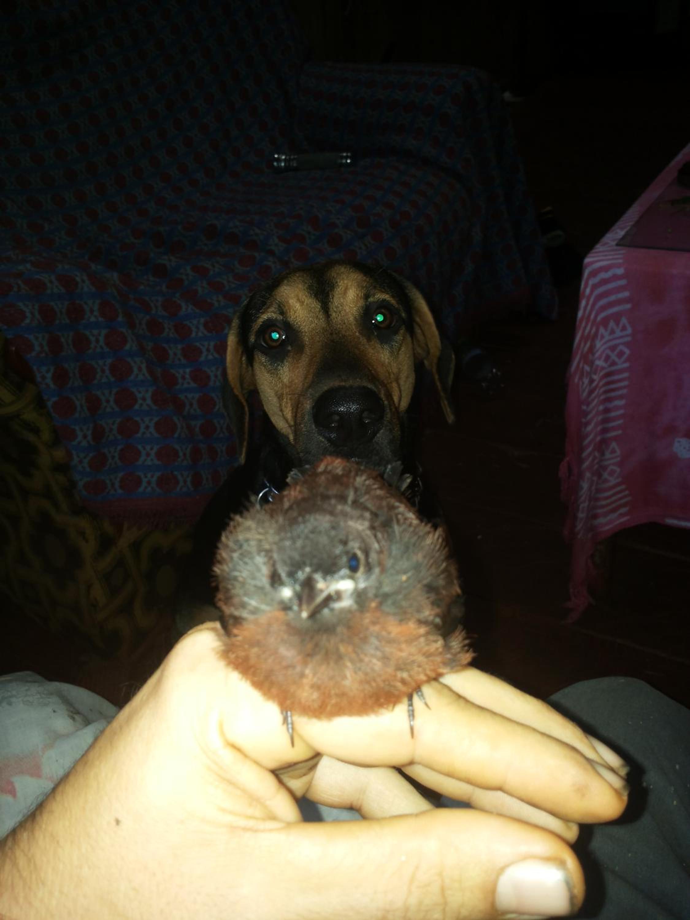 Photo 44