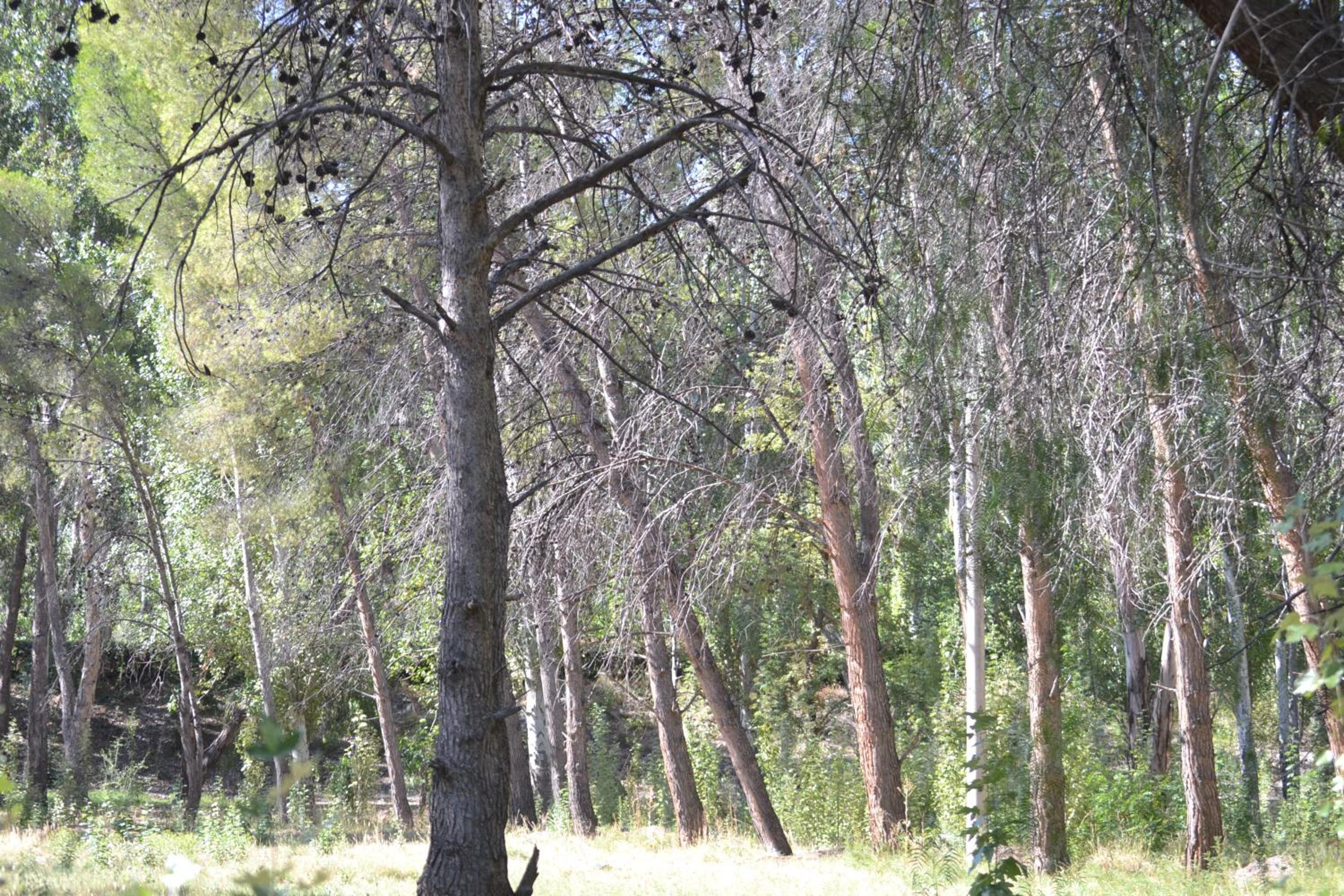Bosque Divino Cabañas & Suites