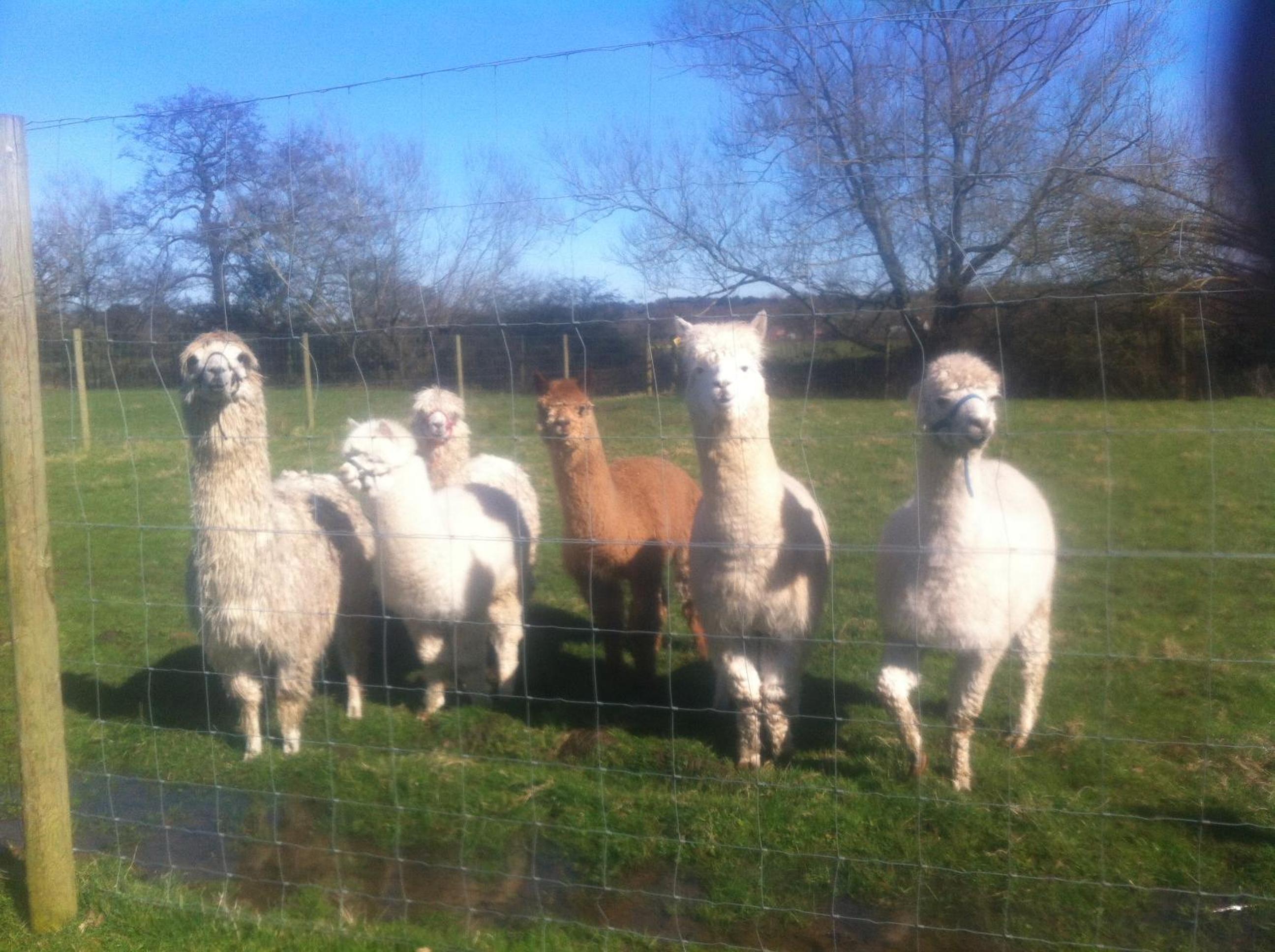 The Stables - Deer Park Farm