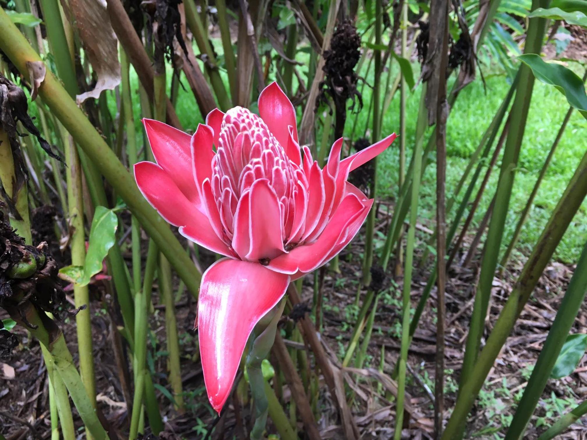 Mena Creek Flower House