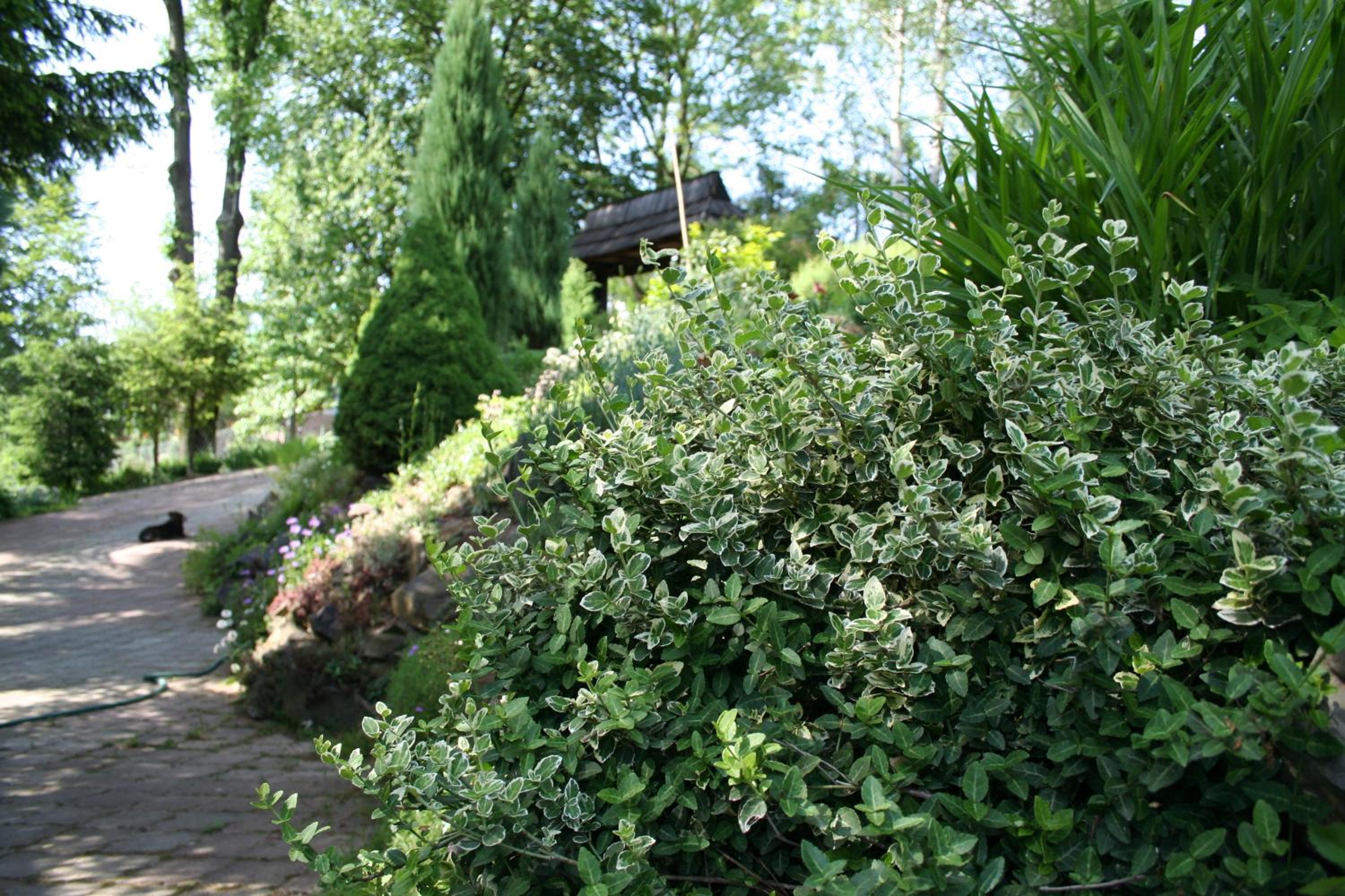 Photo 50