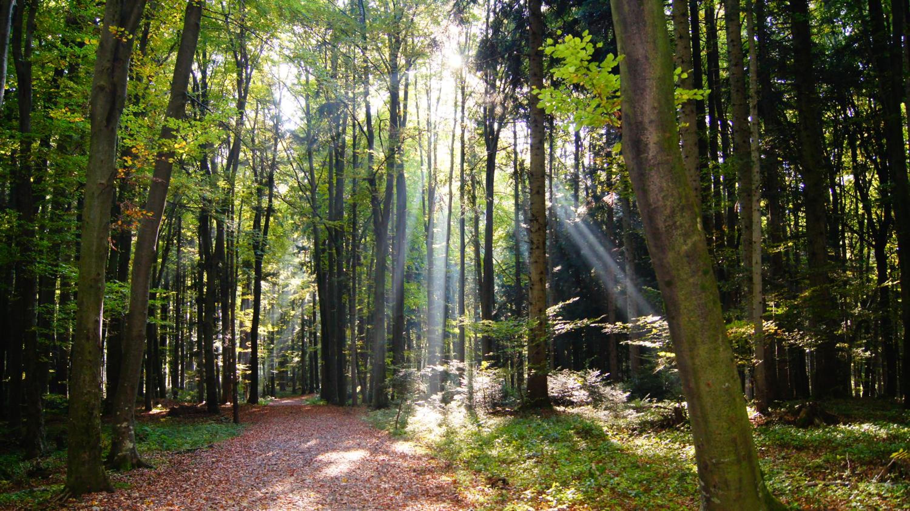 Landgasthof Hirschen