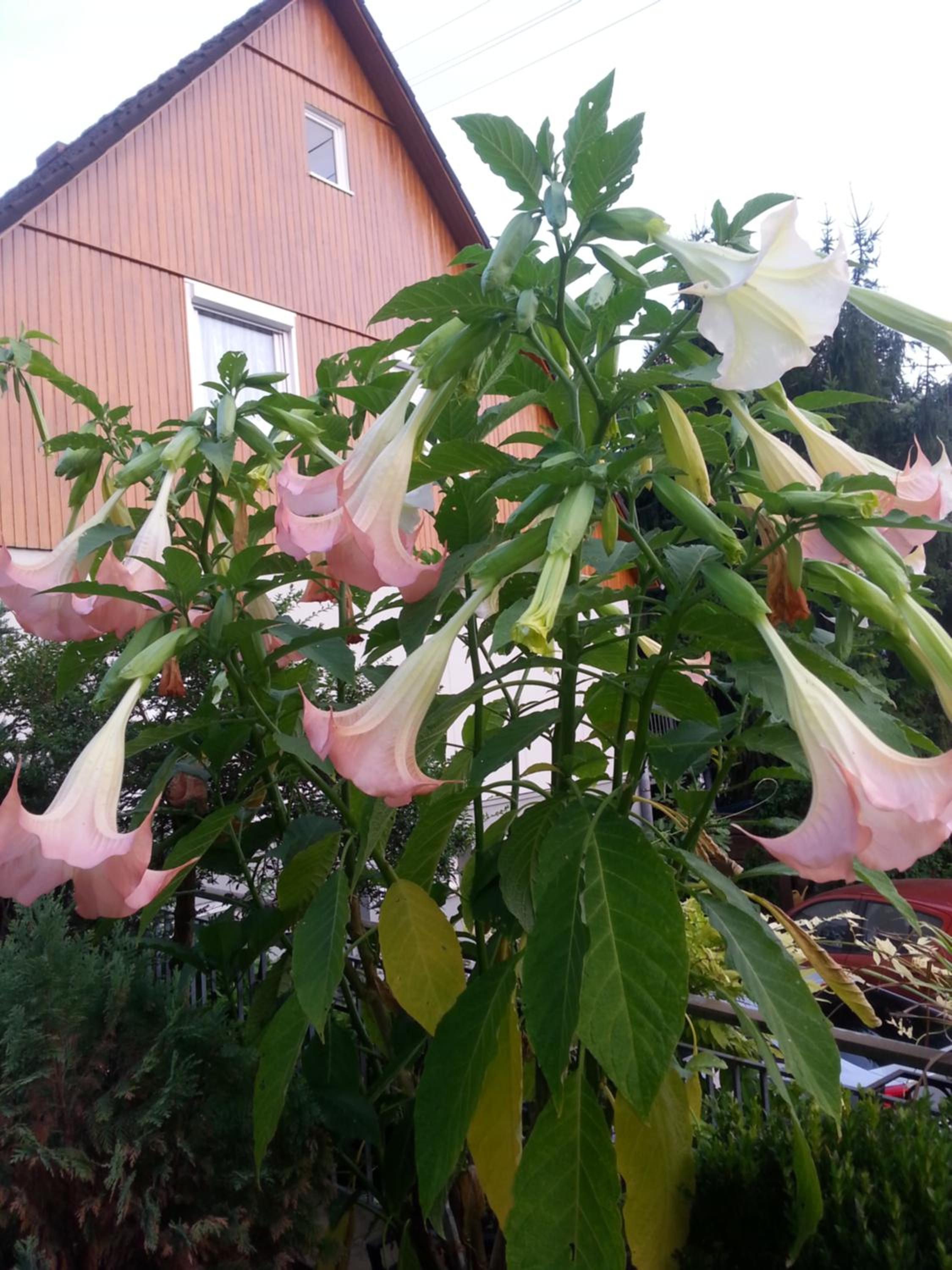 Photo 29