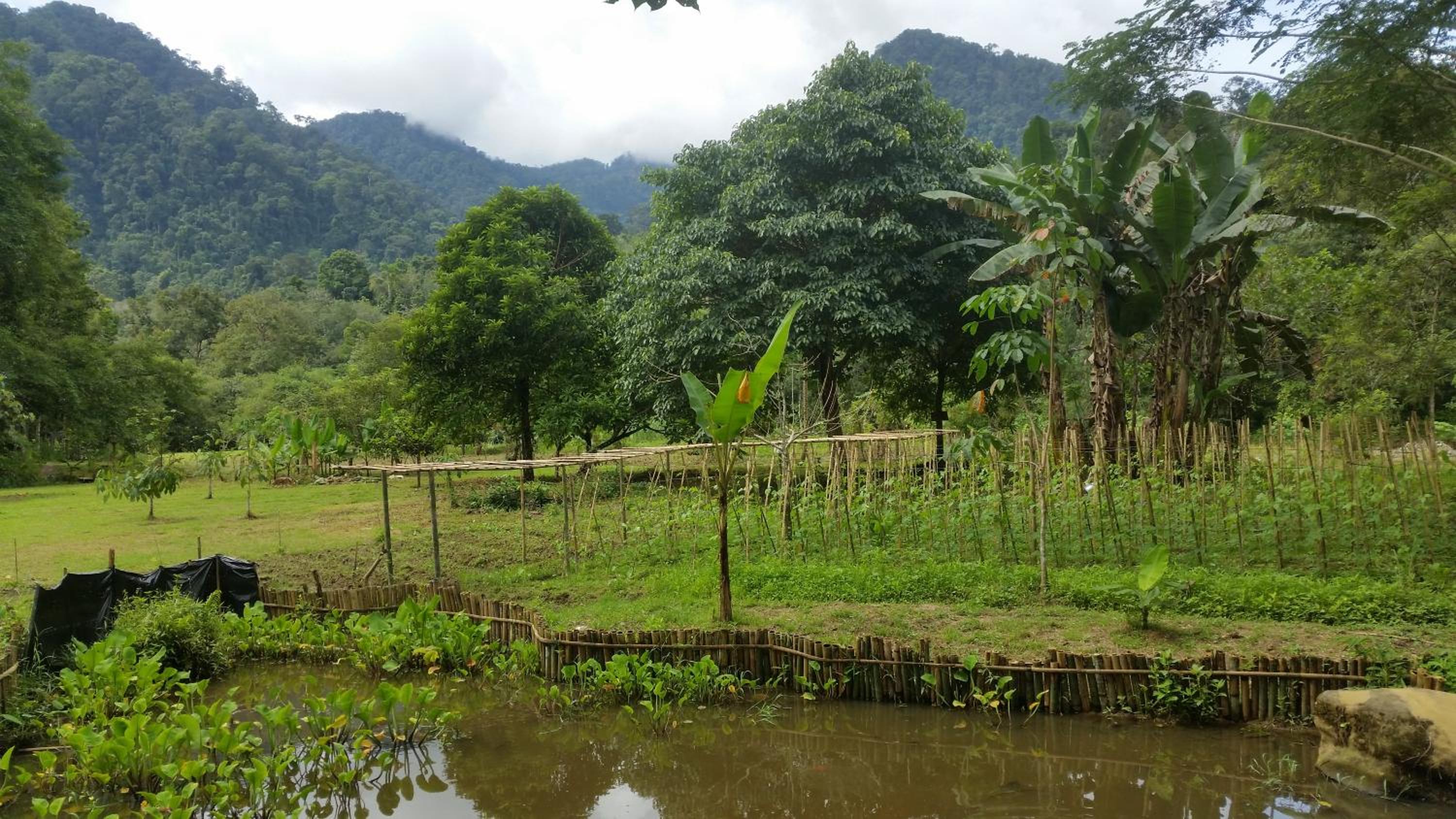 Batu Kapal Guest House & Jungle trekking