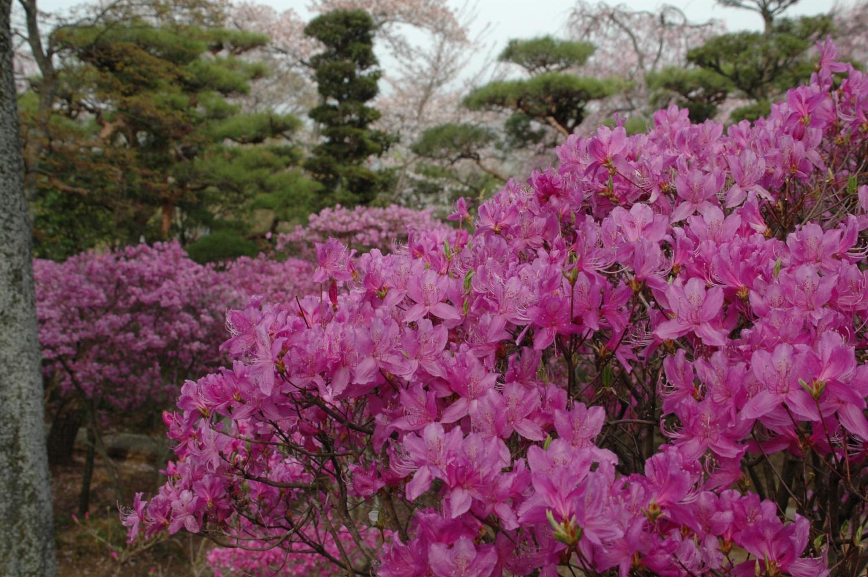 Nagataki