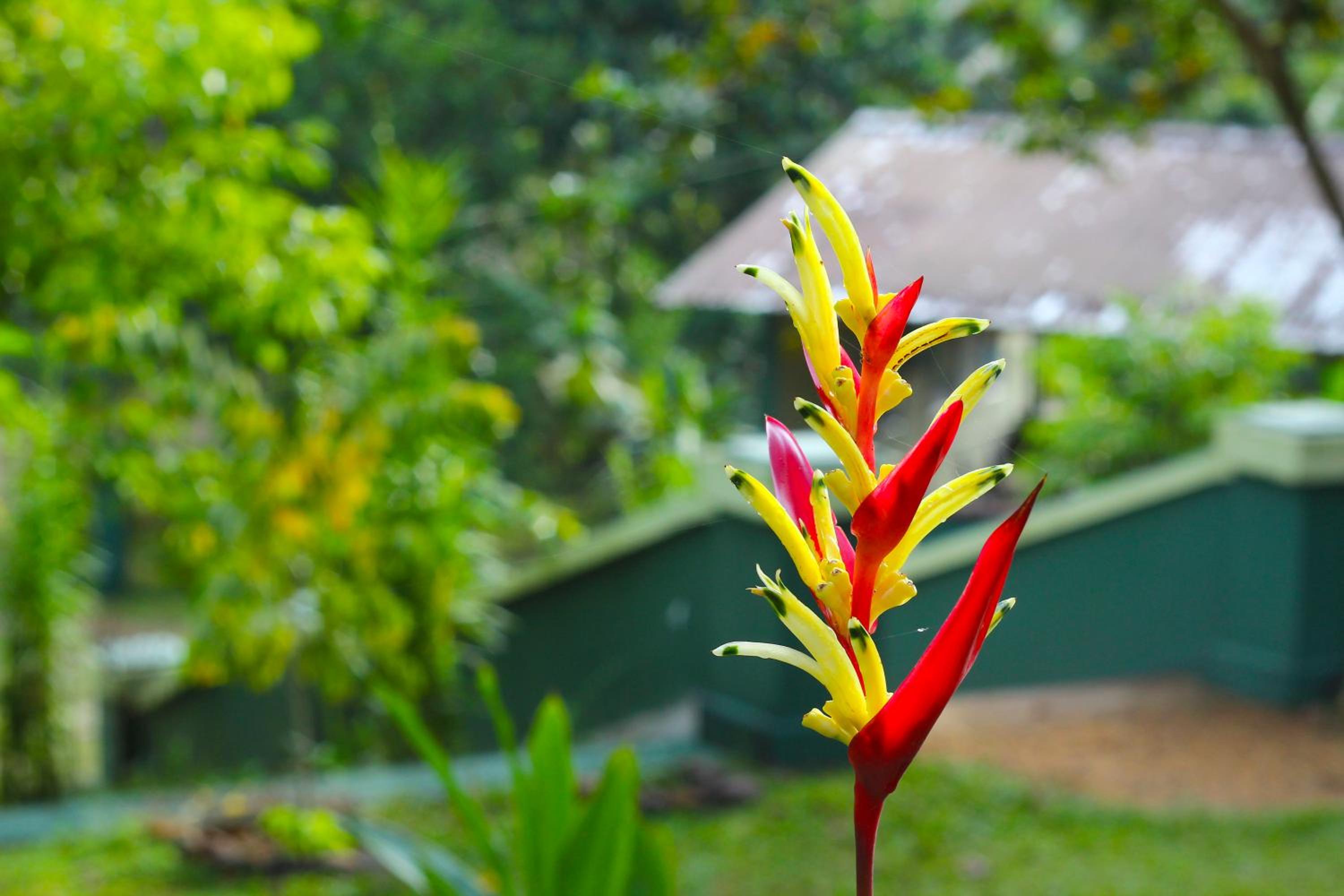 Blue Magpie Lodge Sinharaja