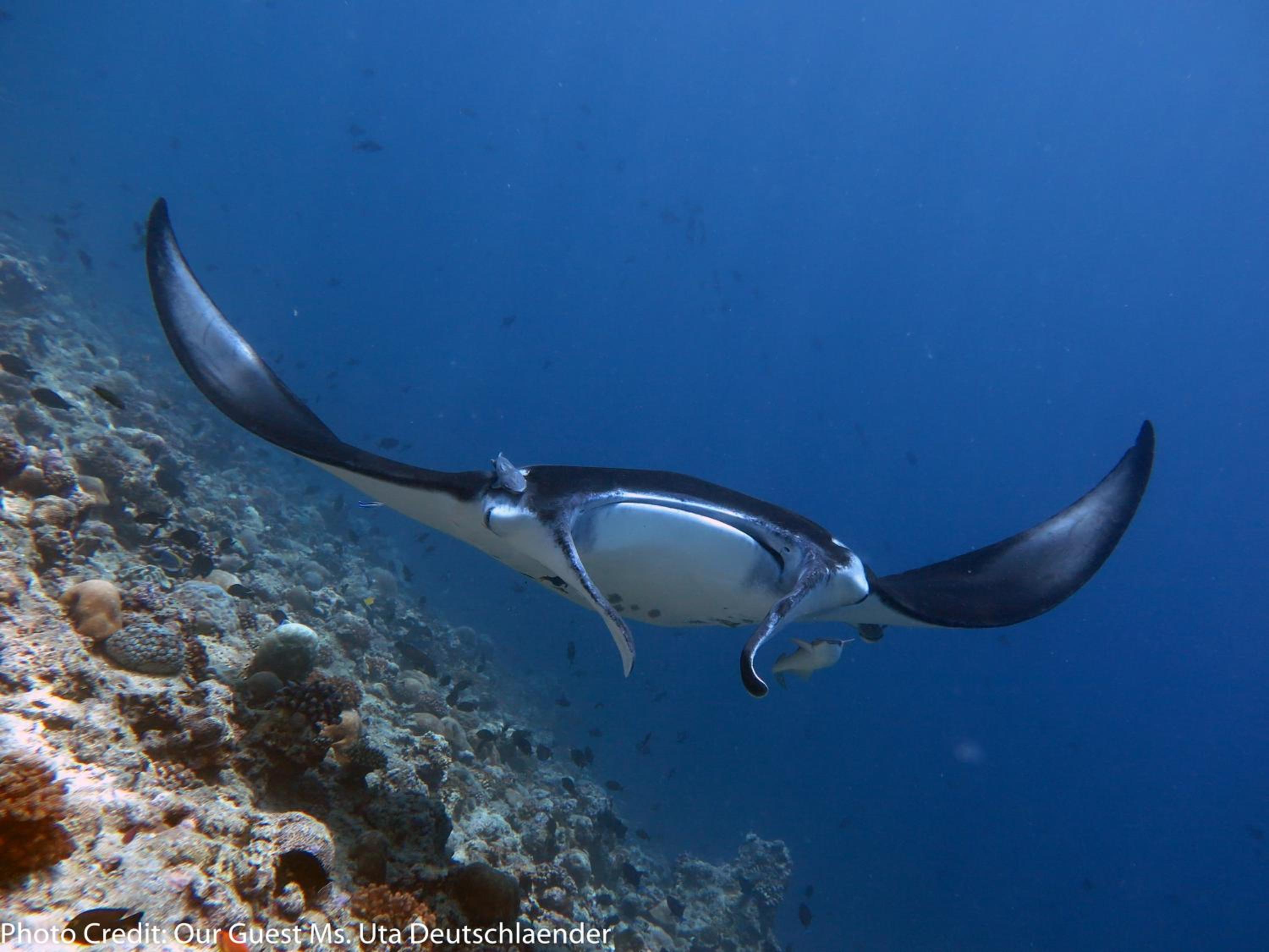 Boutique Beach All Inclusive Diving Hotel photo 3