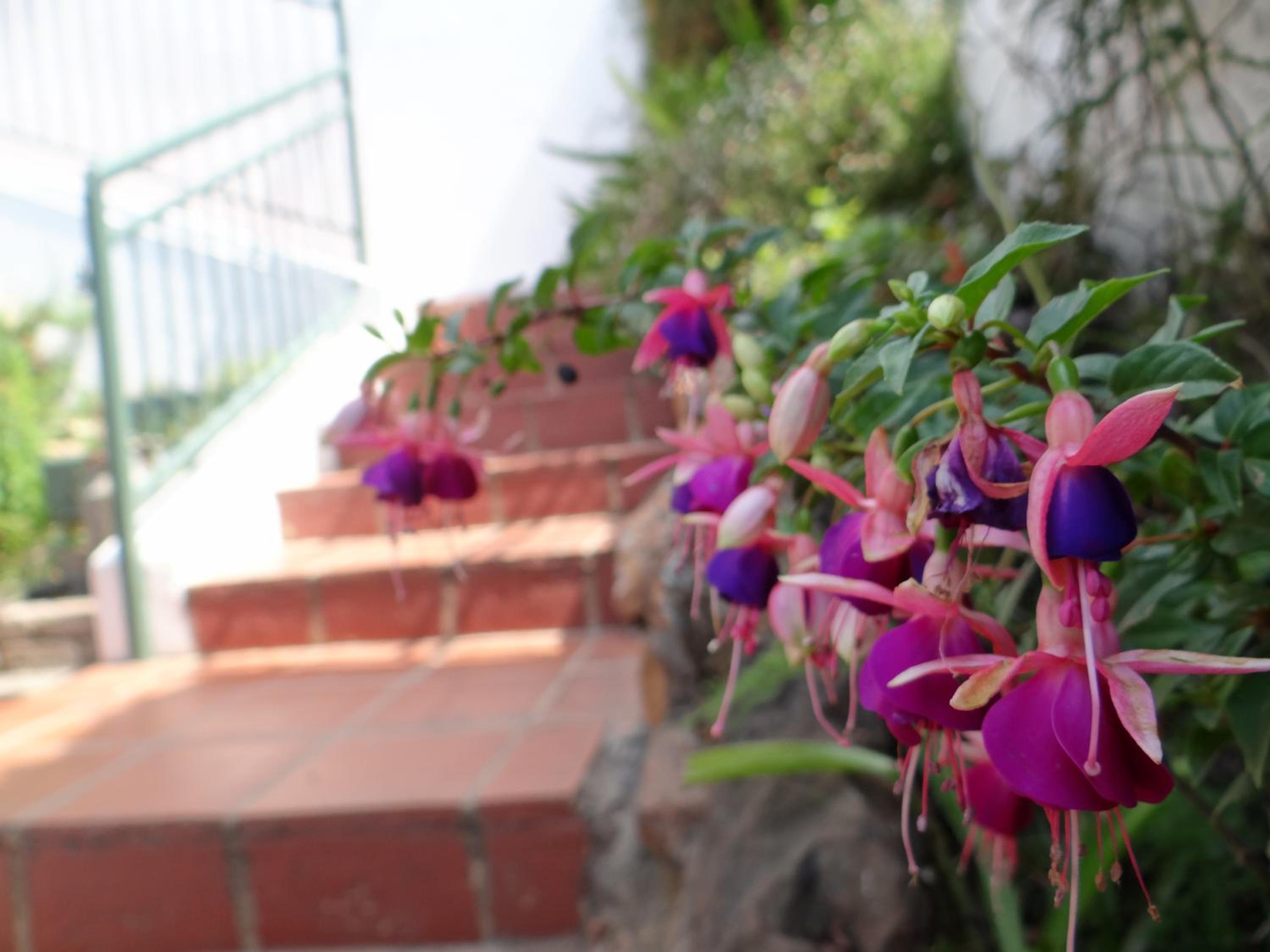 Agterplaas Guesthouse Pty Ltd