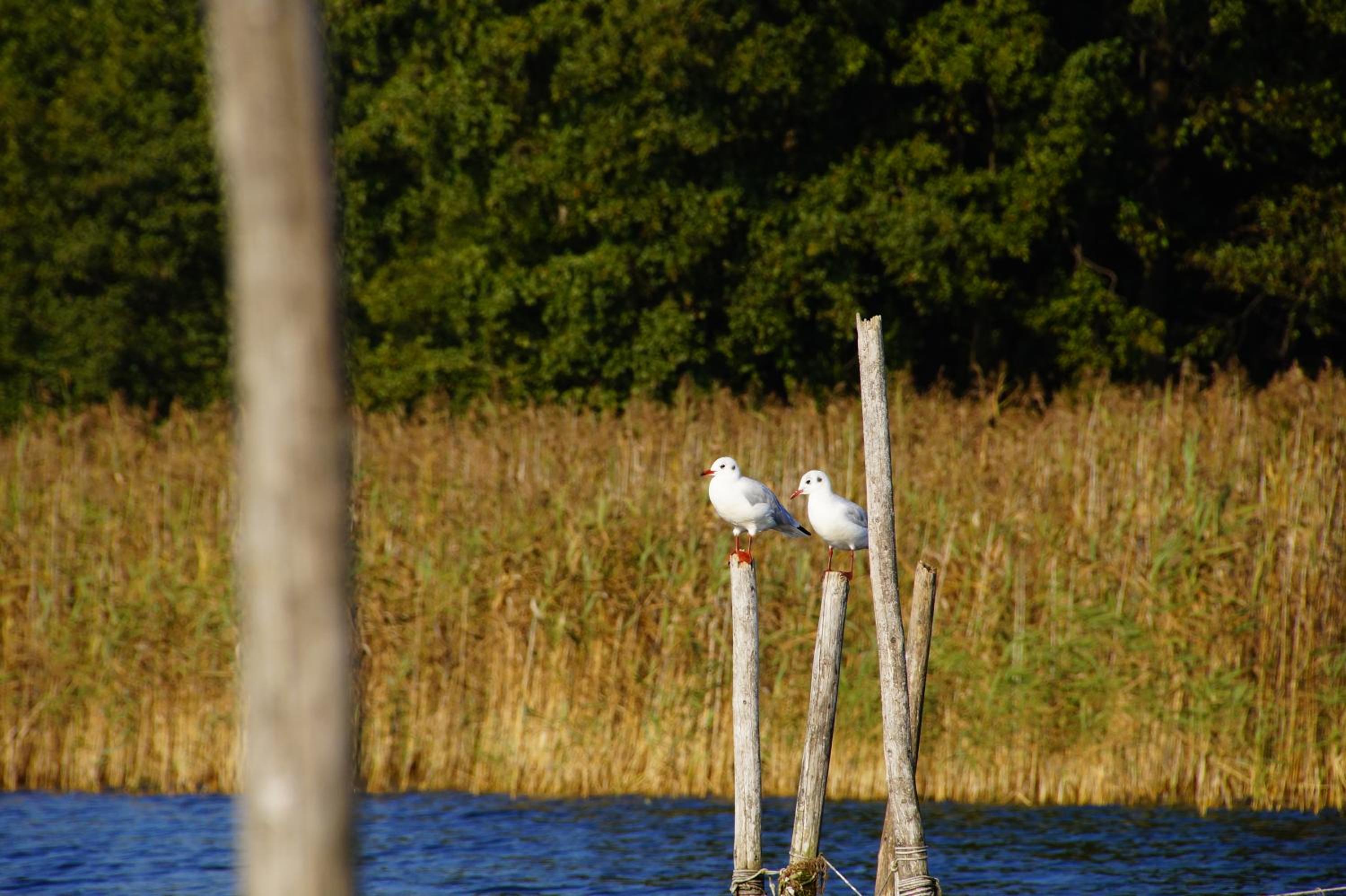 Photo 42