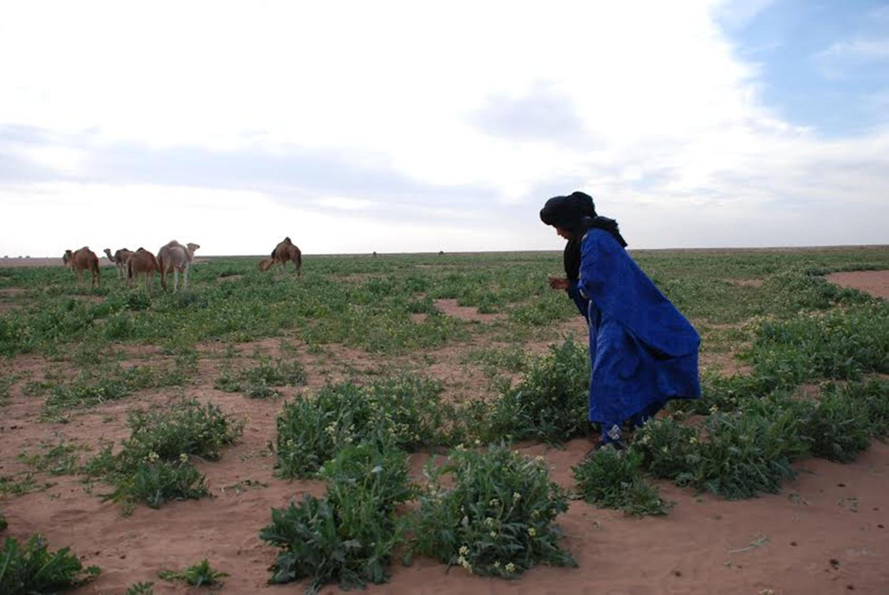 Kasbah Les Alizes Du Desert