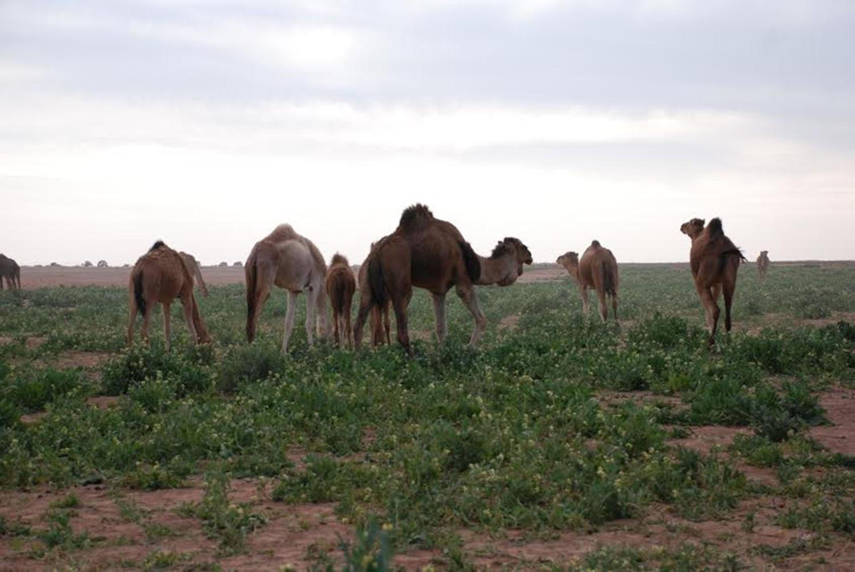 Kasbah Les Alizes Du Desert