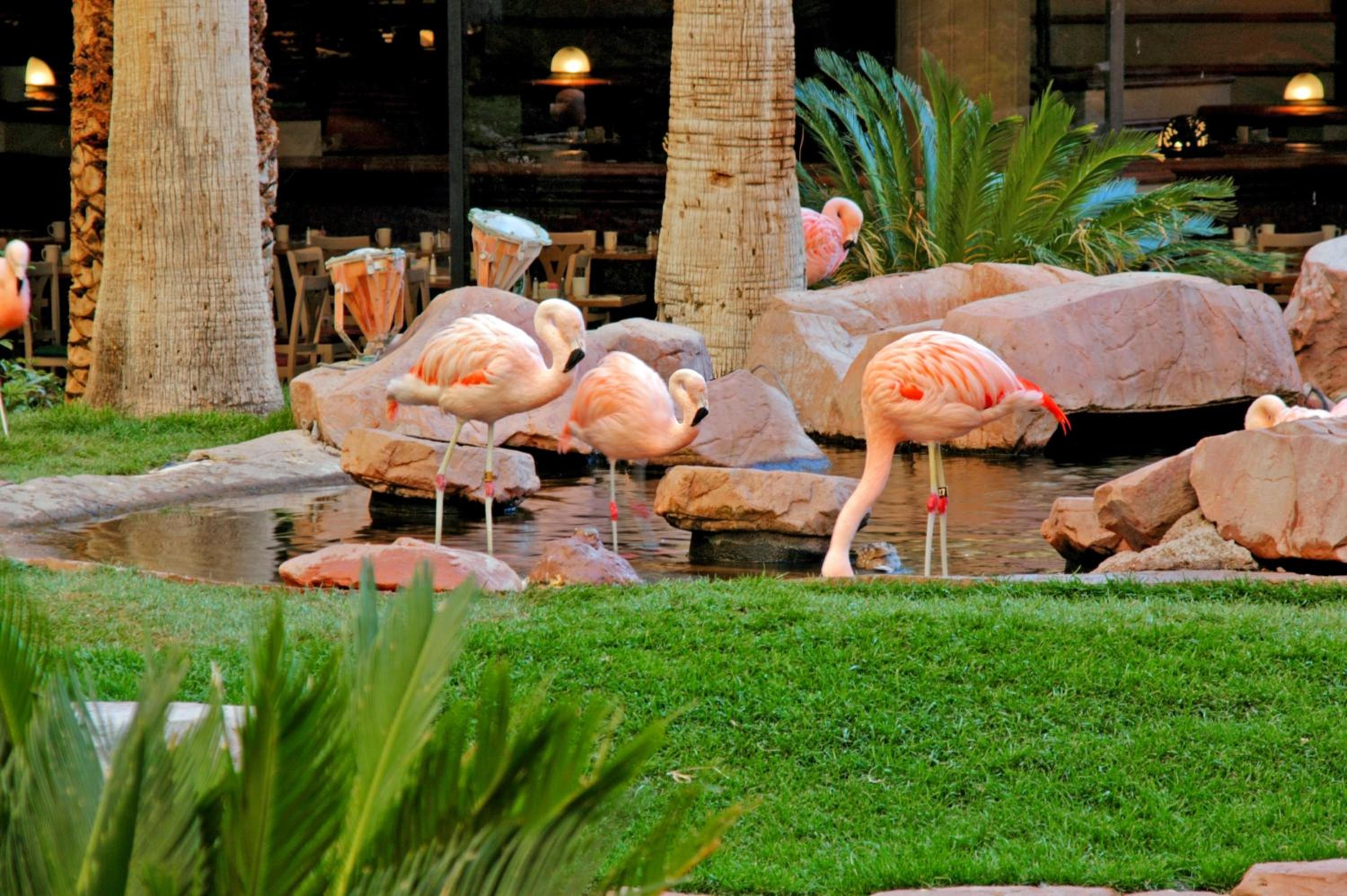 Flamingo Las Vegas Hotel & Casino, Billede 52