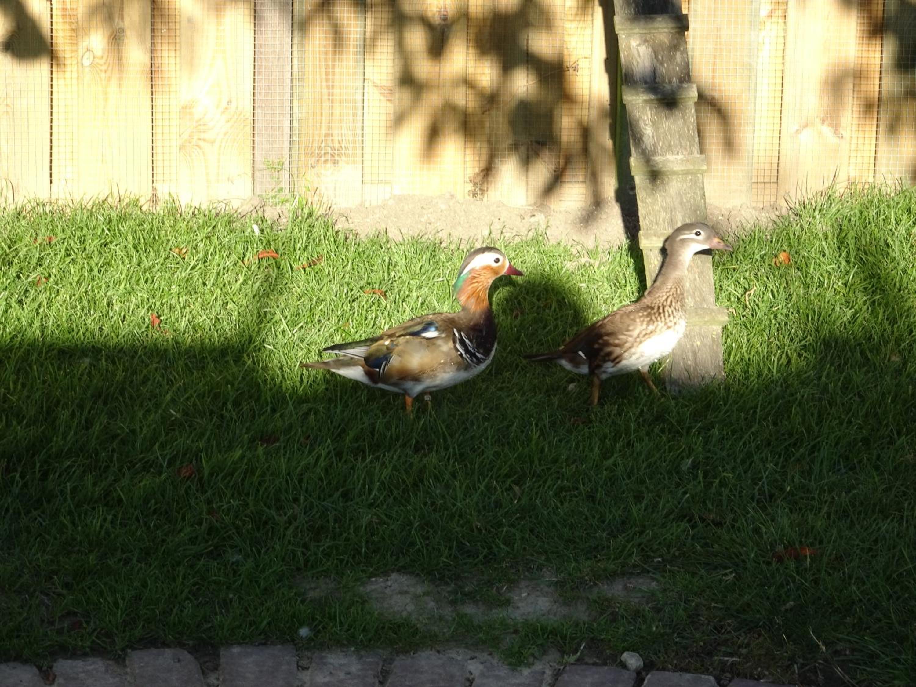 Photo 36