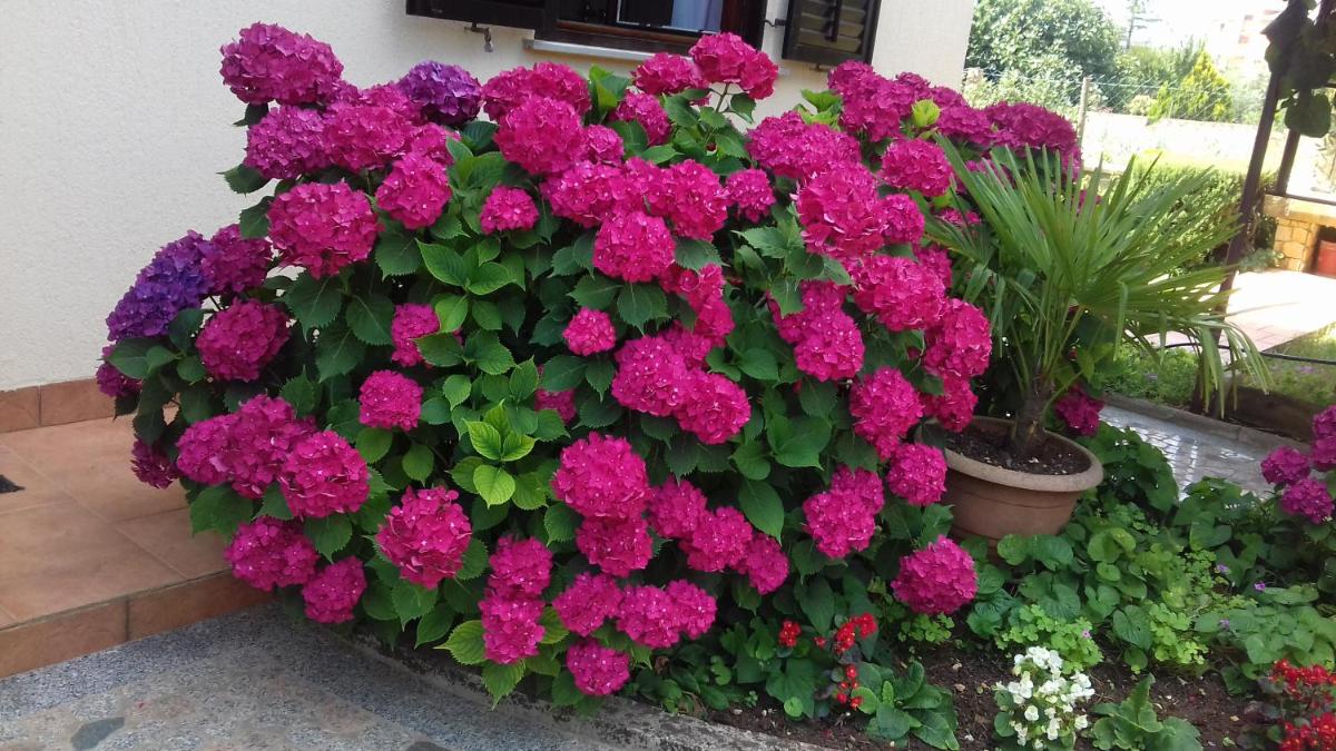 Apartment Anna - Property Image 2