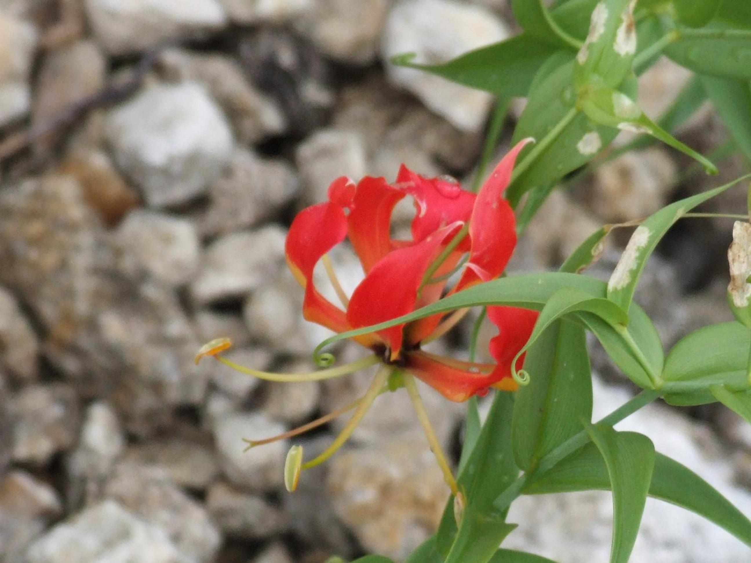 Photo 42
