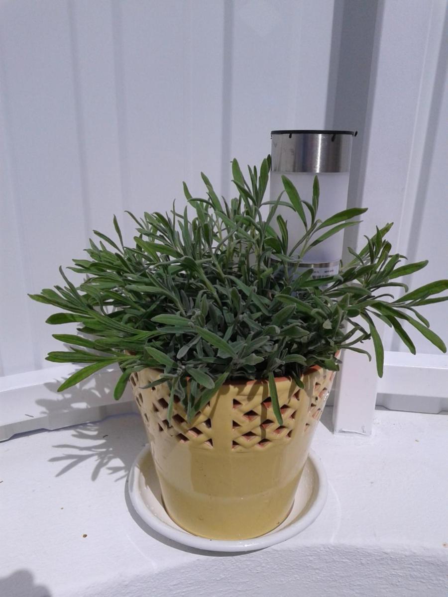 Photo 32
