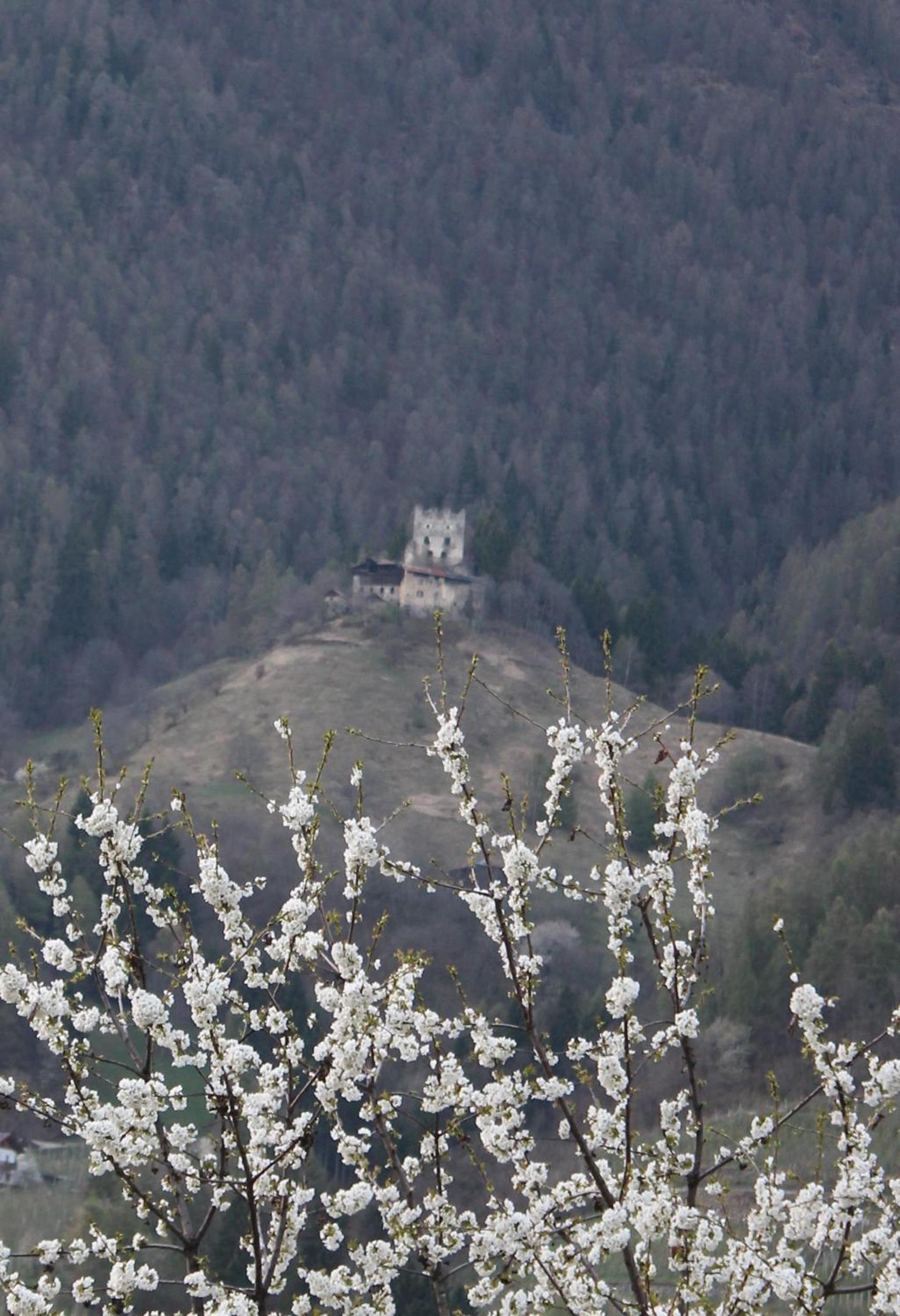 Photo 42