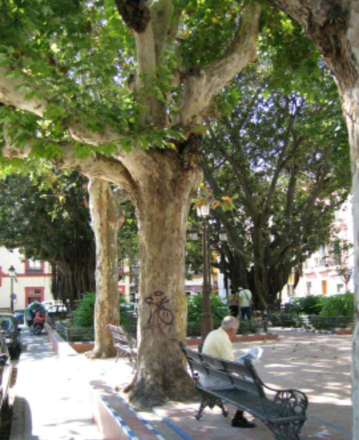 En el Corazón de Sevilla view 5