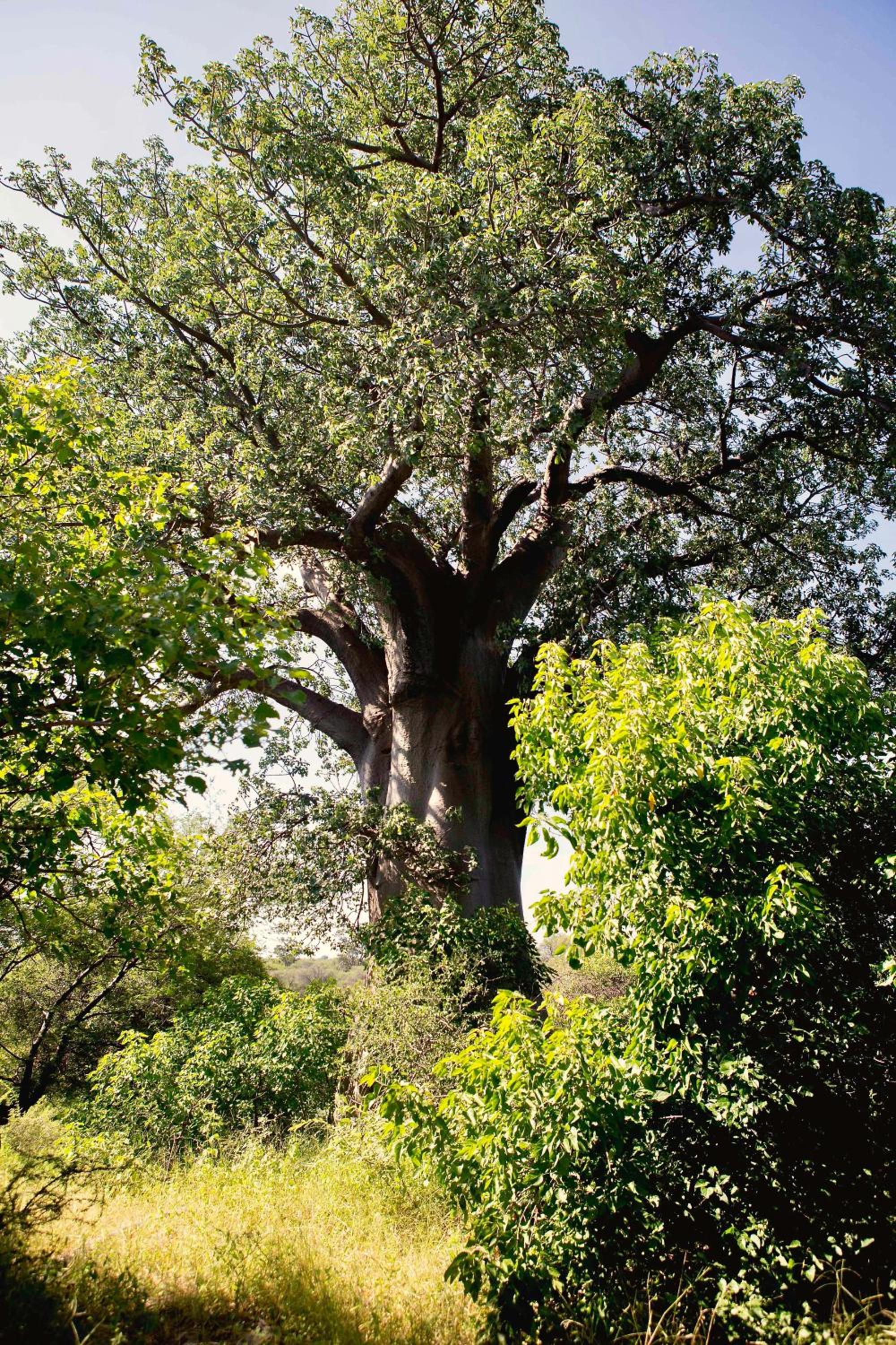 Tshima Bush Camp