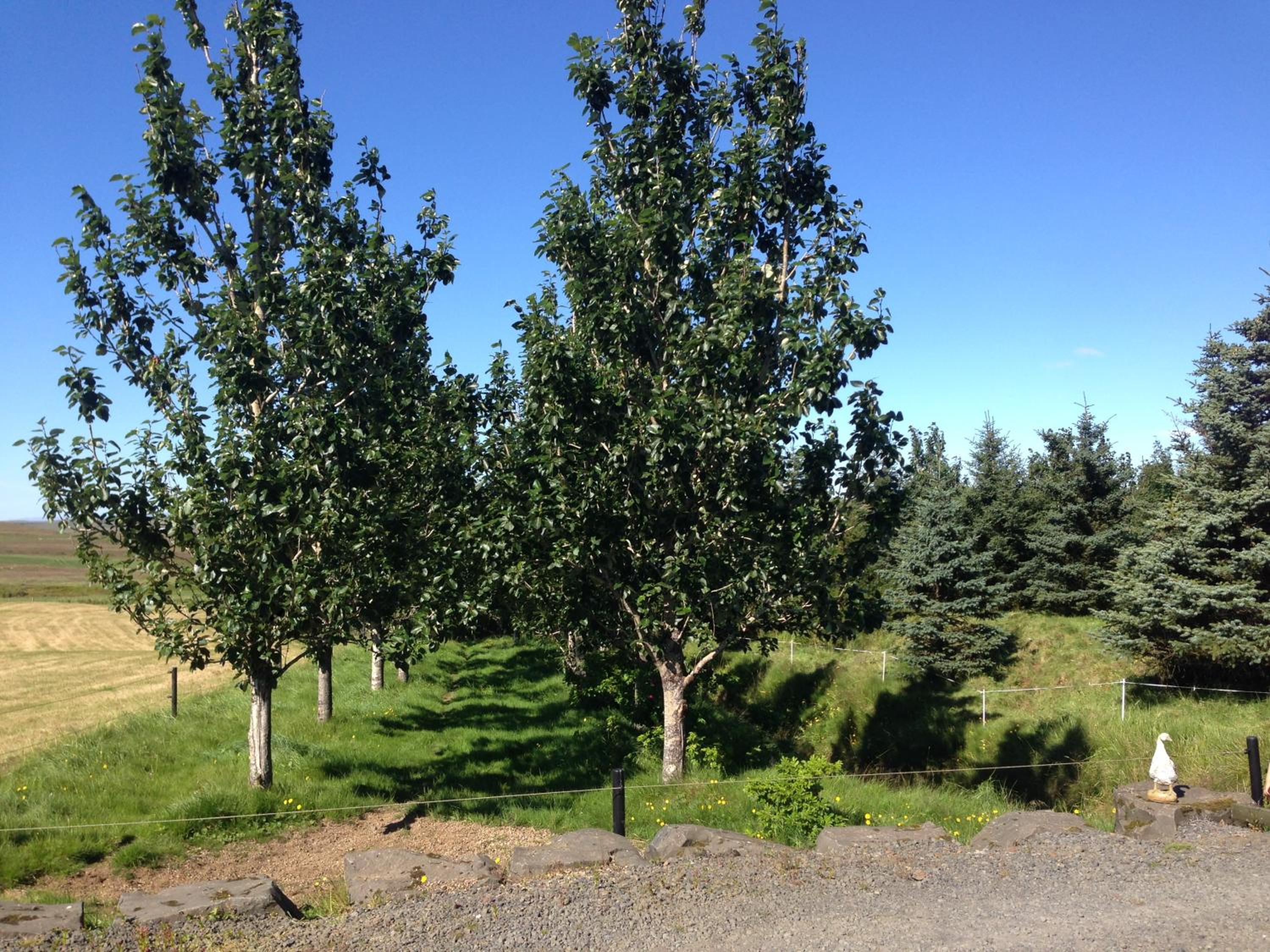 Photo 36