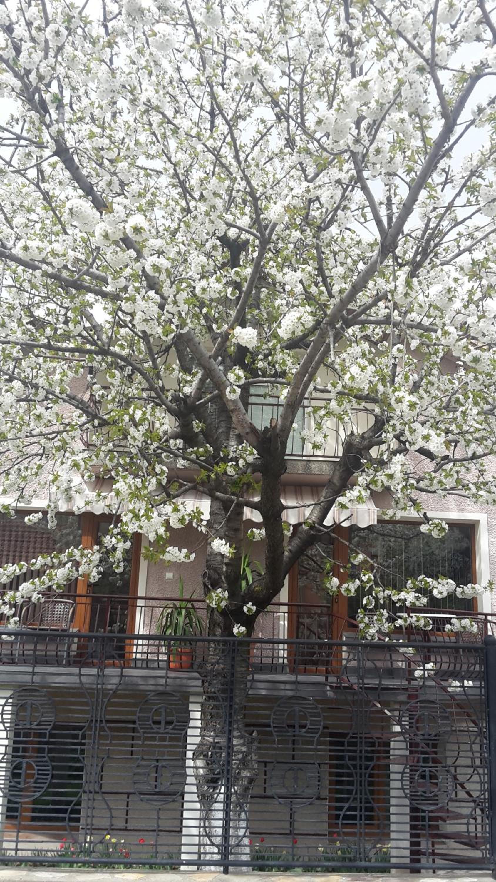 Kyurkchievi Guest House