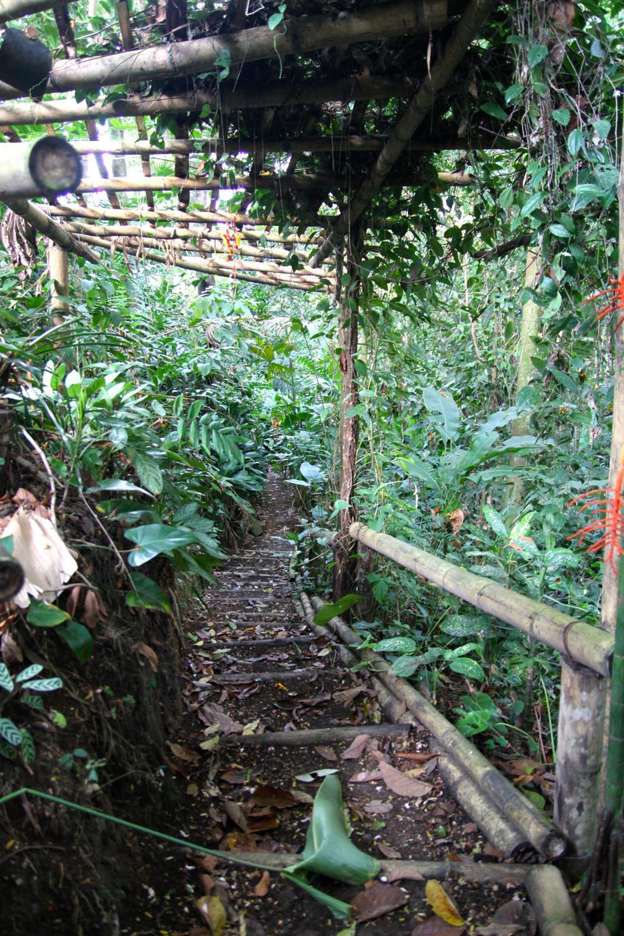 El Jardín de los Colibríes - Pereira, Risaralda