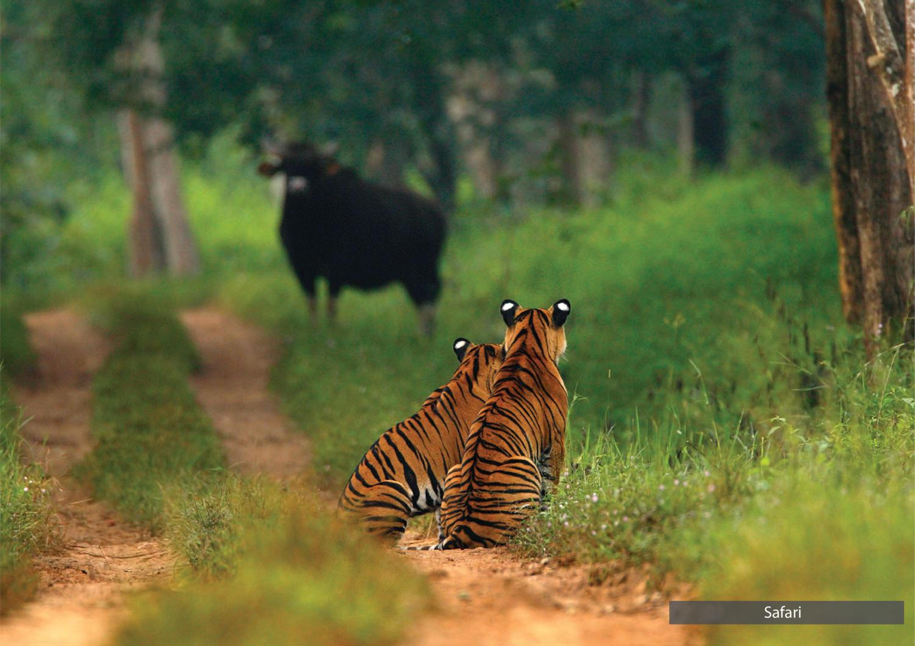 The Serai Bandipur
