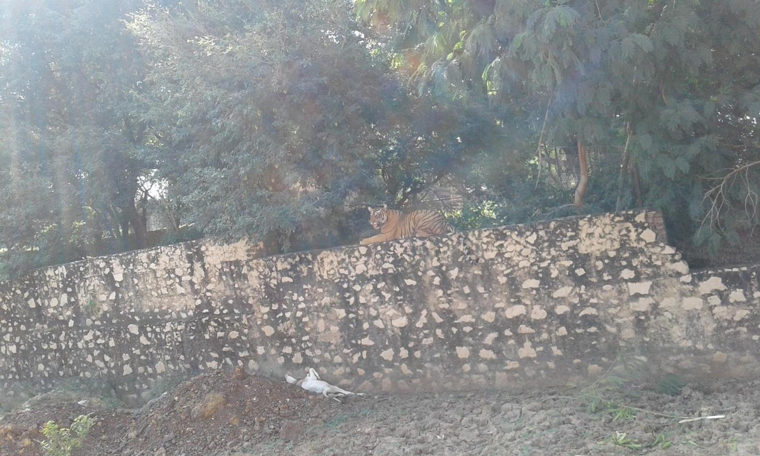 Photo 45