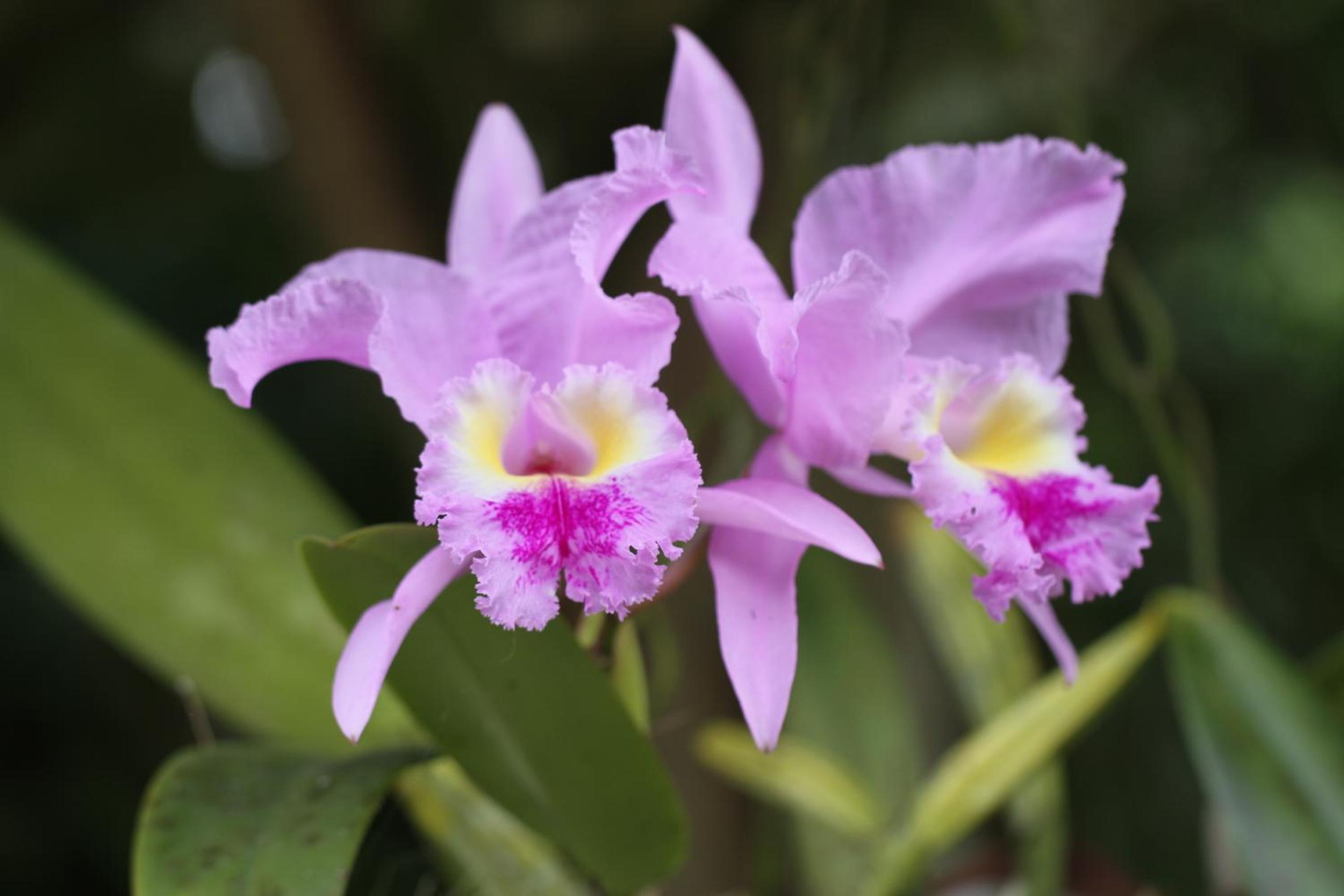 El Jardín de los Colibríes - Pereira, Risaralda