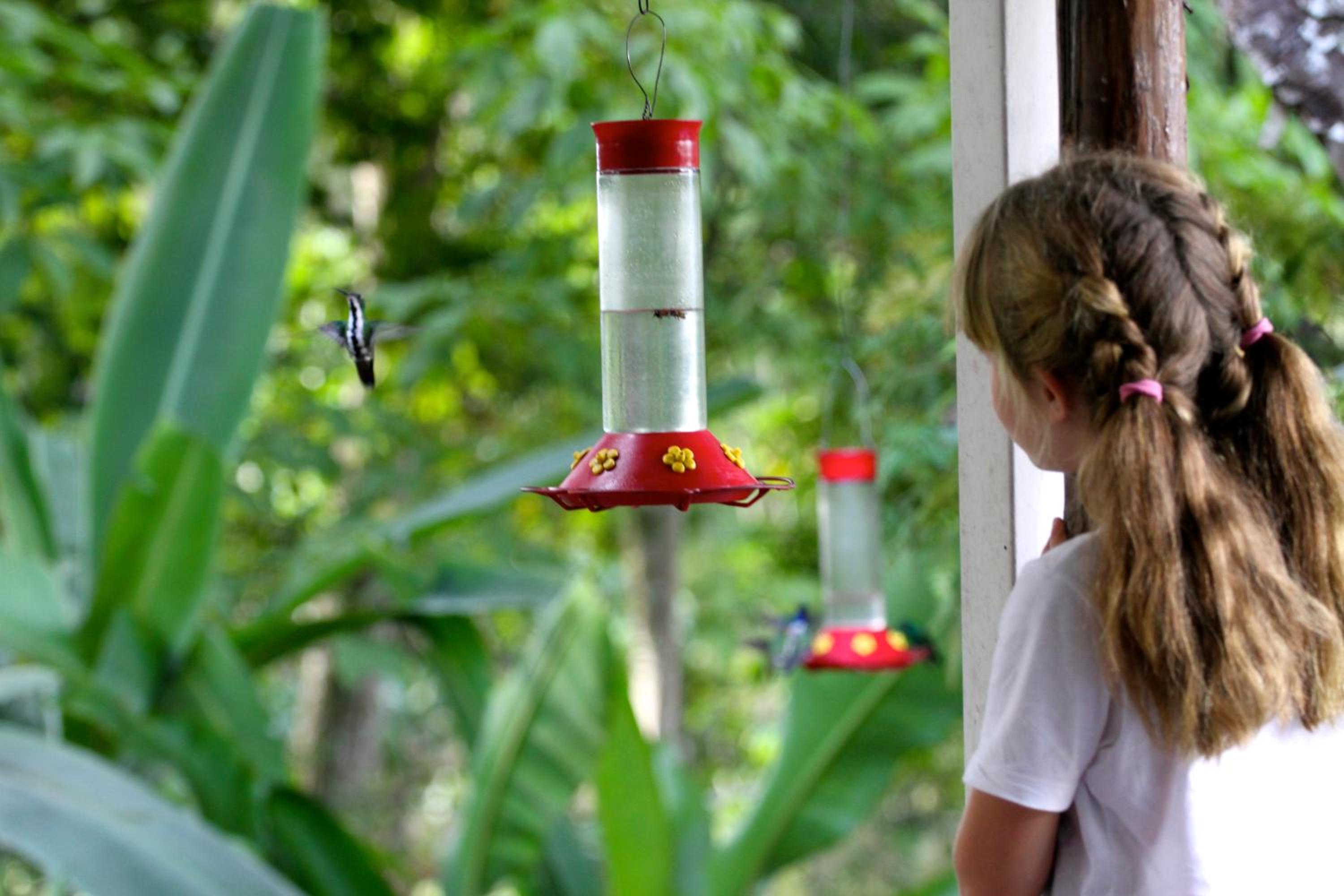 El Jardín de los Colibríes - Pereira, Risaralda