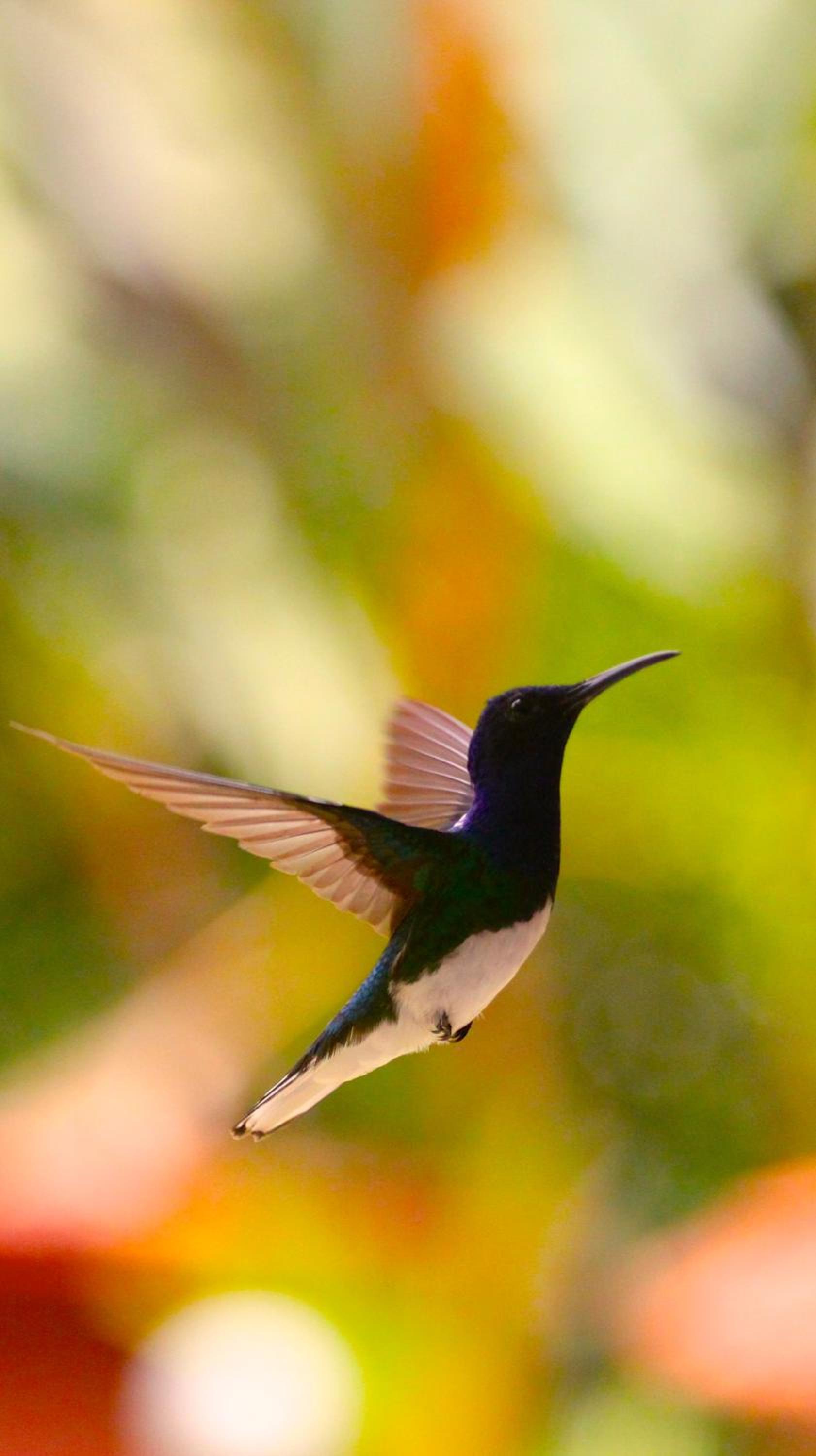 El Jardín de los Colibríes - Pereira, Risaralda