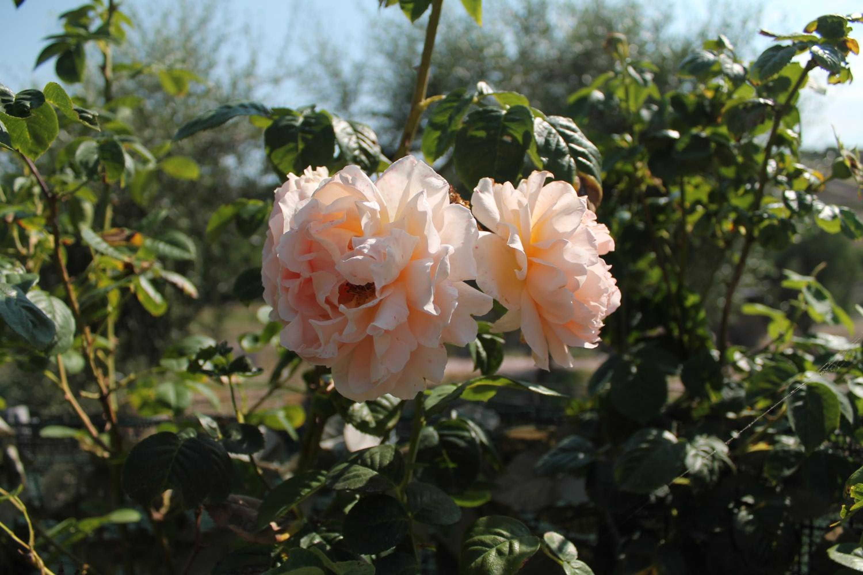 Agriturismo Su Recreu
