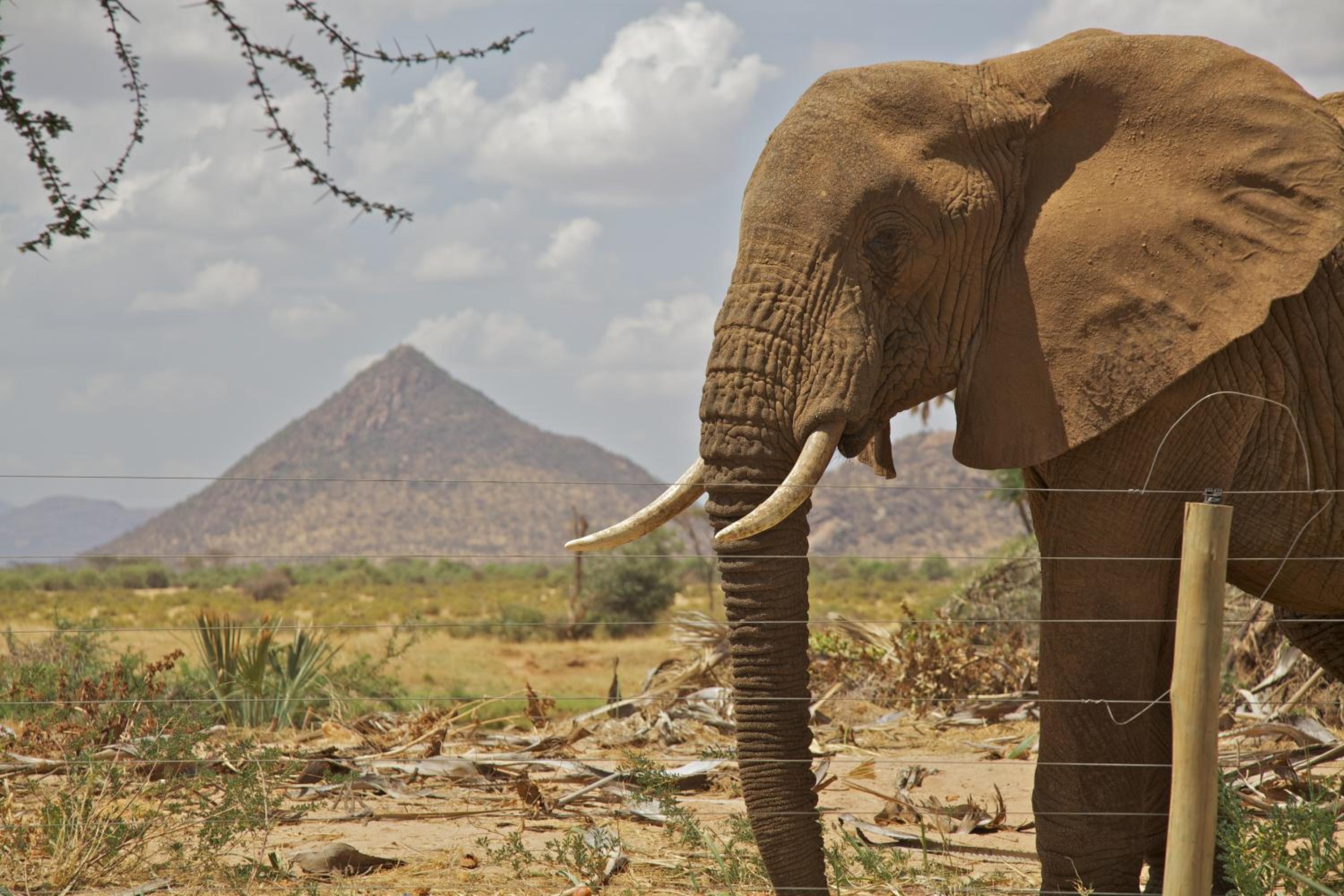 Ashnil Samburu Camp