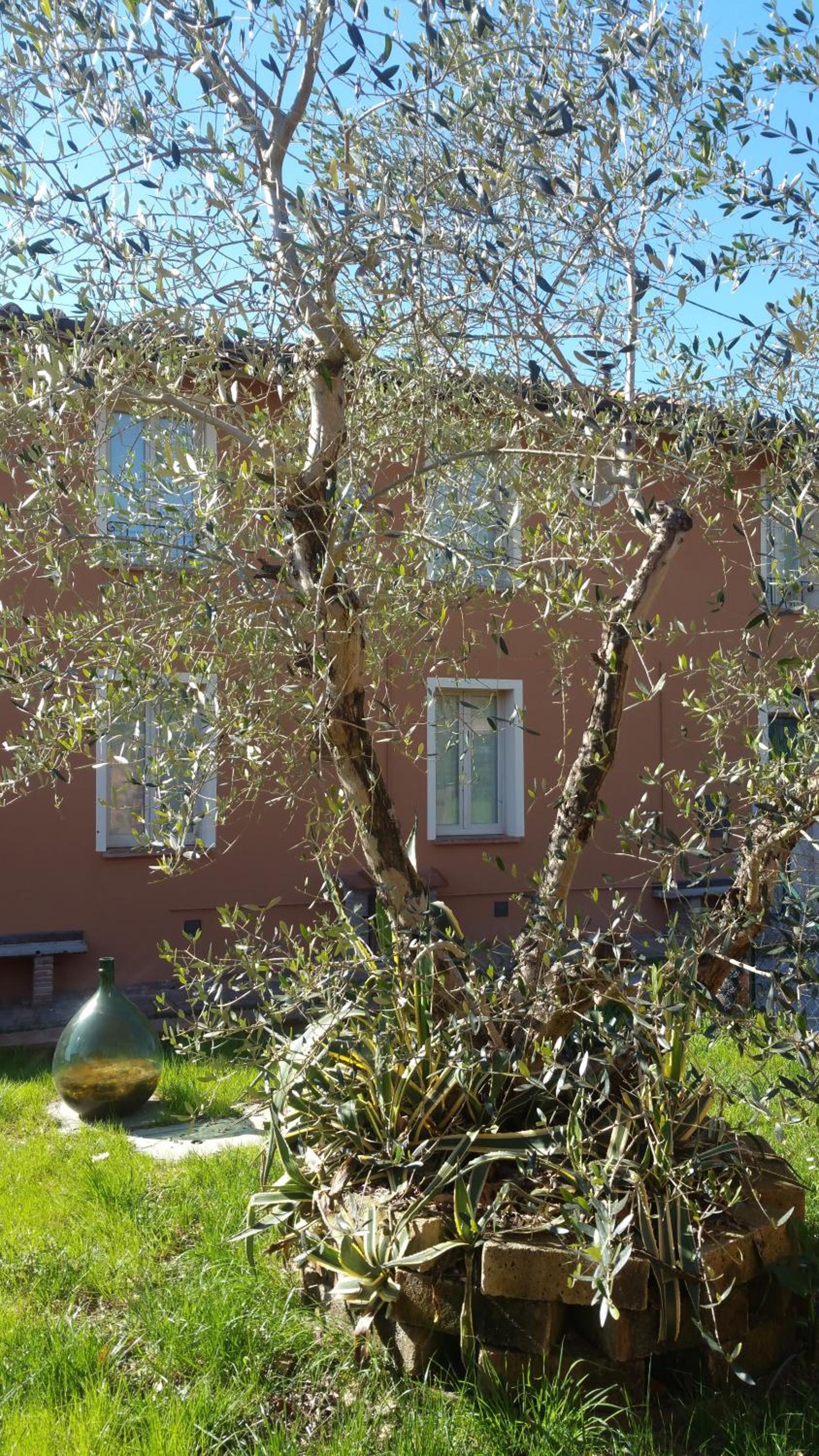 Ulivo Della Querce view 4