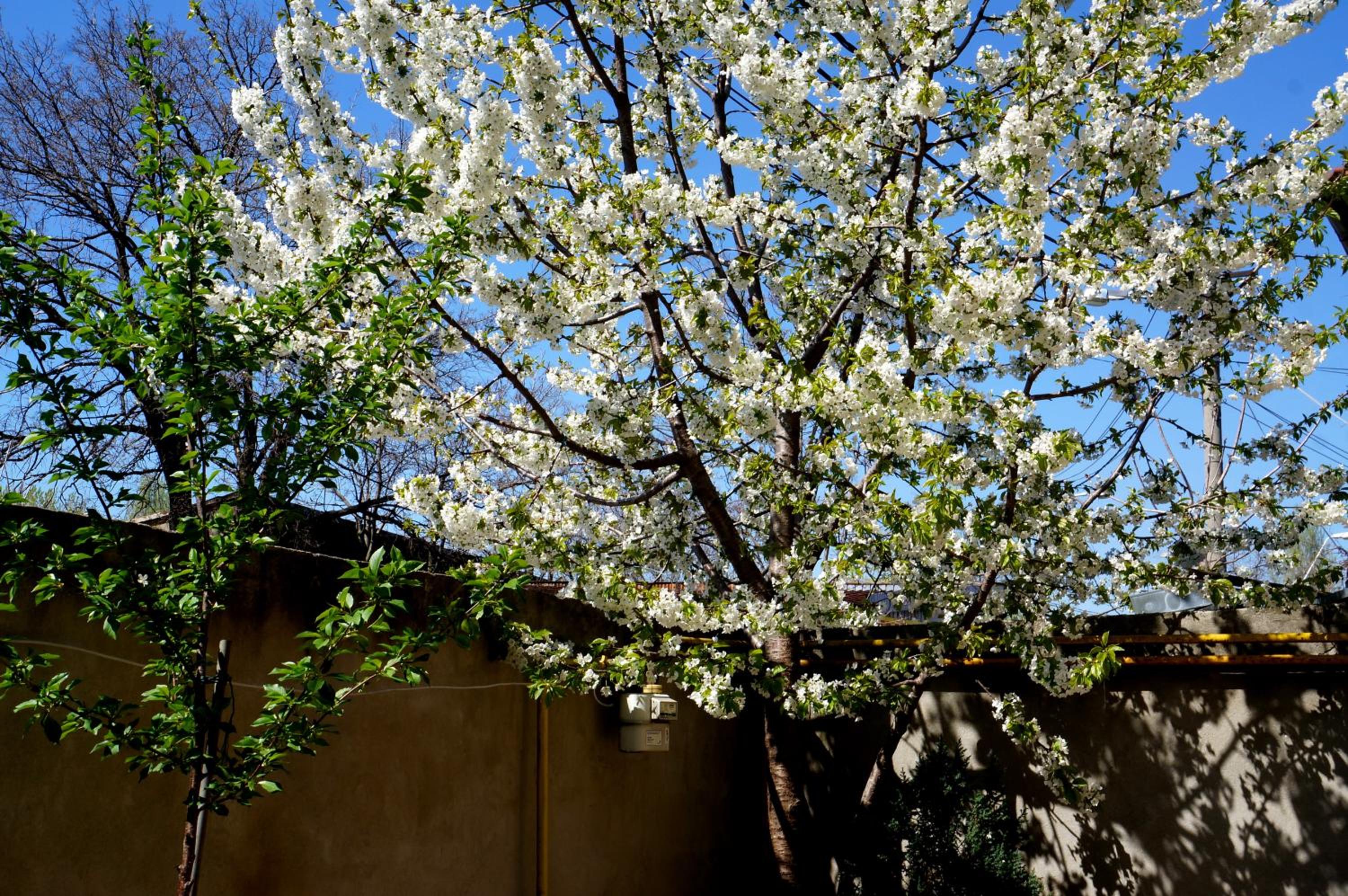 Photo 42