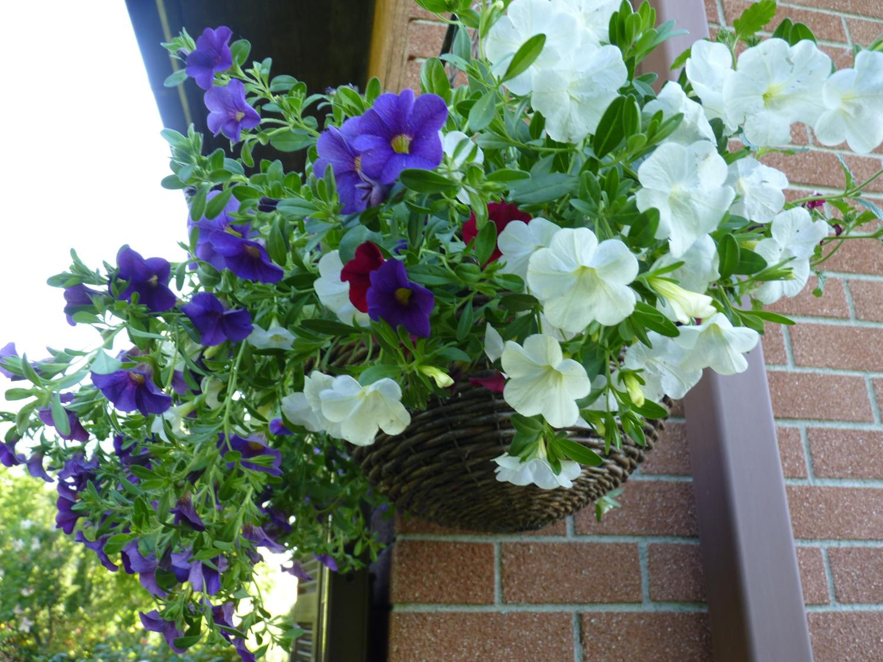 B&B The Roses Garden view 5