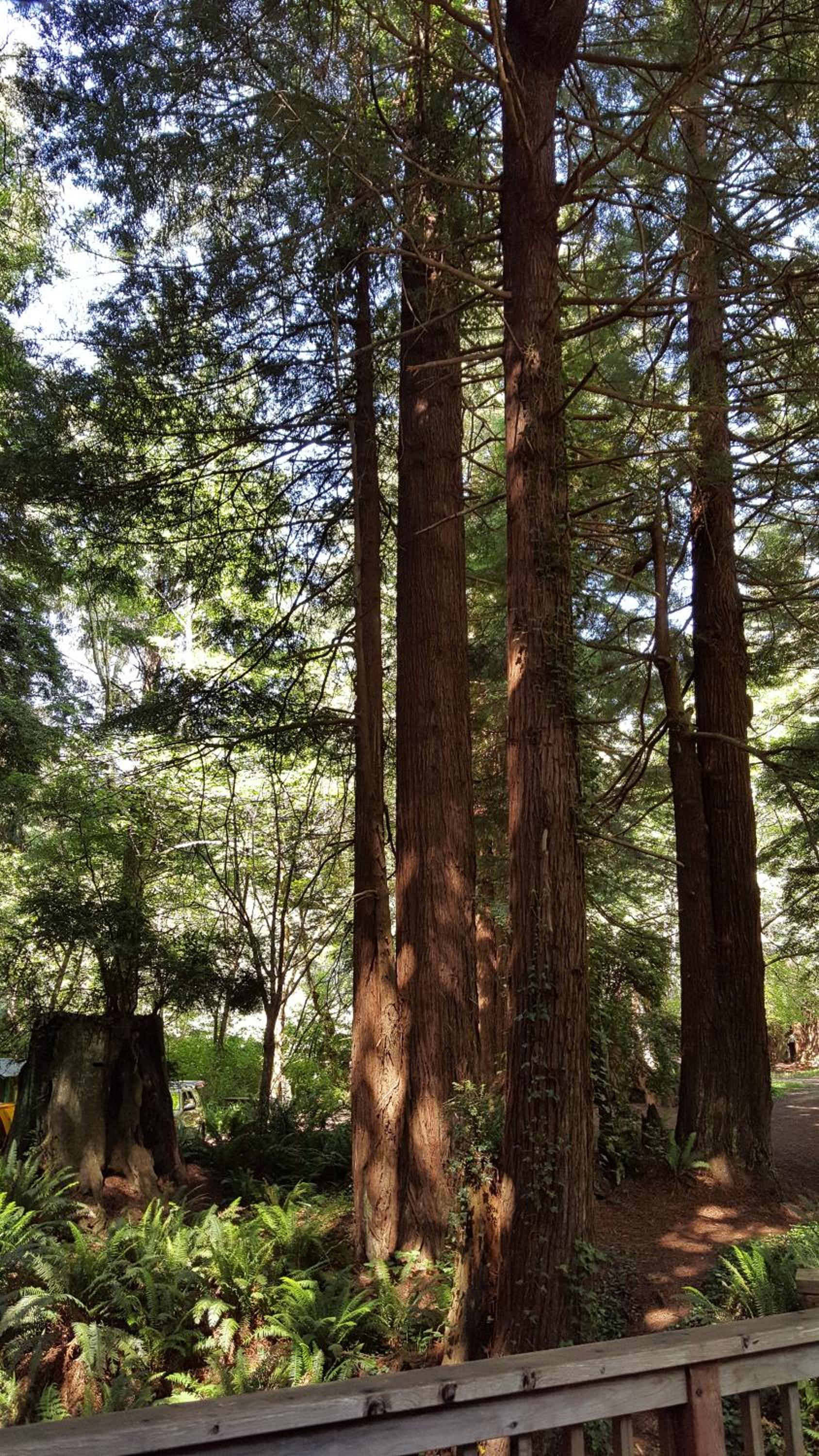 Emerald Forest Cabins