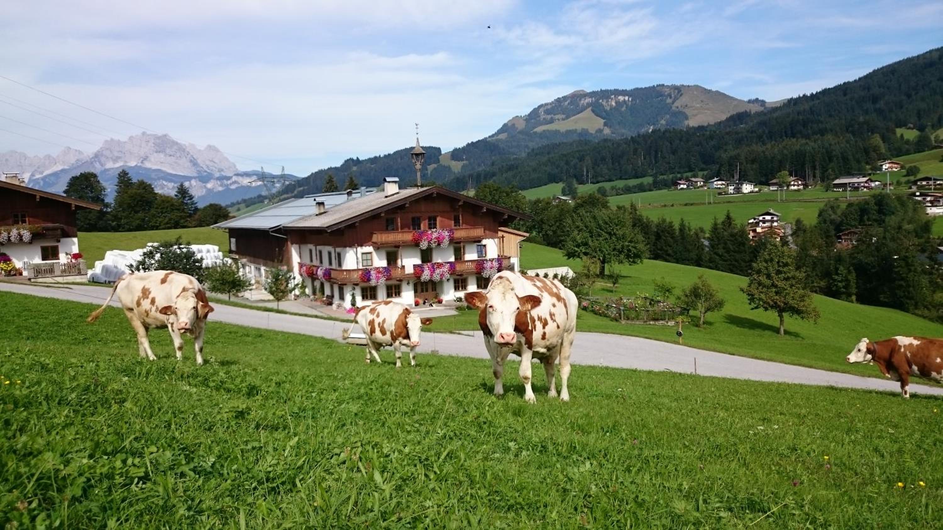 Bio-Bauernhof Niederlehen